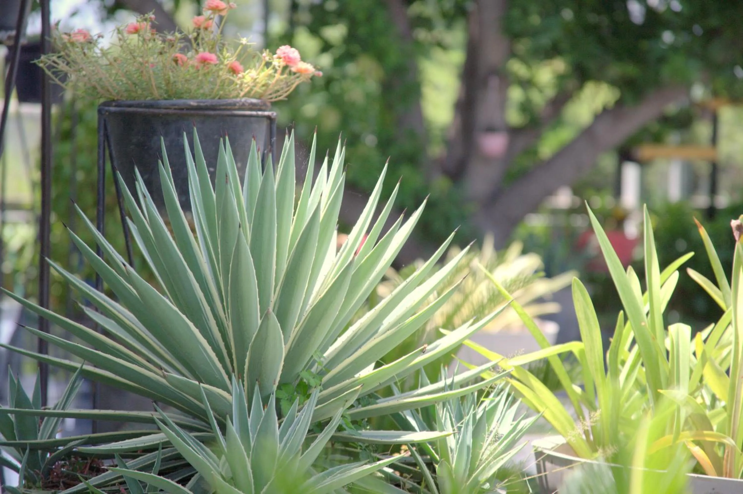 Garden in Hotel Villa Highnest - Oragadam -Sriperumbudur
