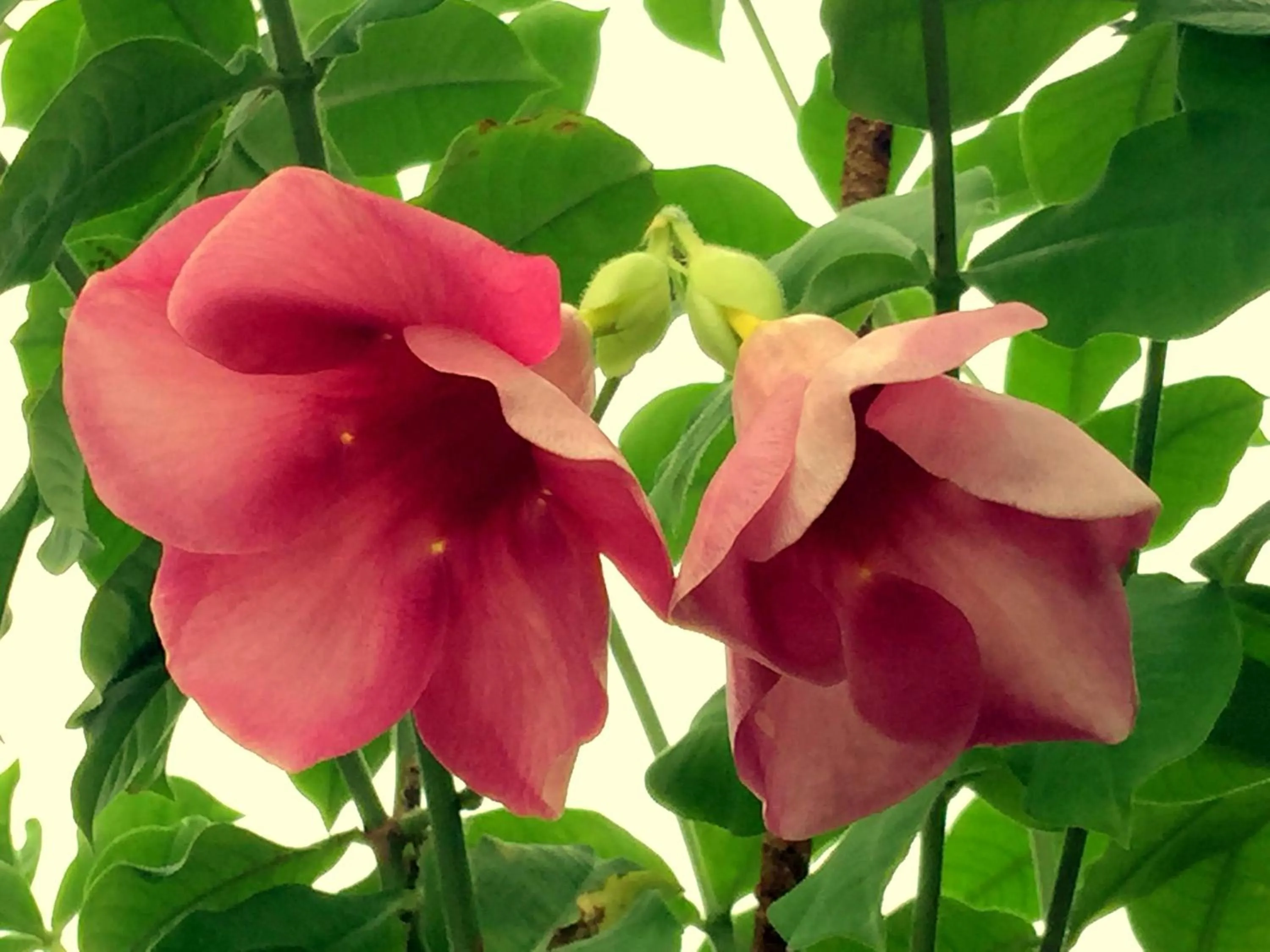 Property building in Hotel Villa Highnest - Oragadam -Sriperumbudur