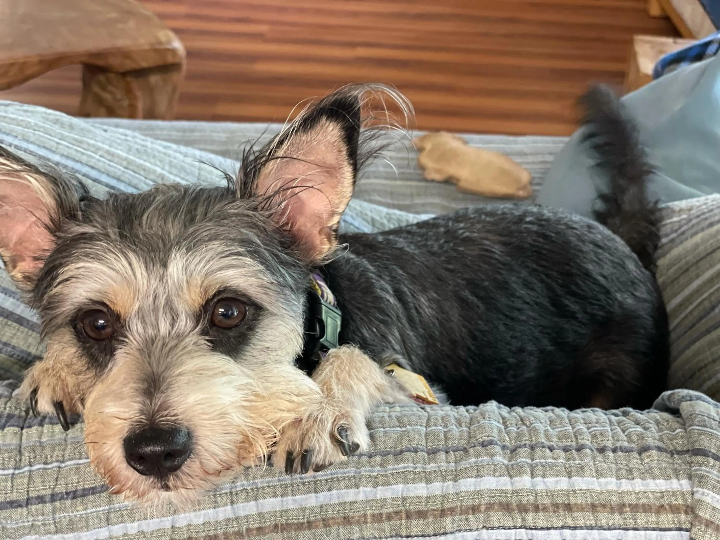 Pets in Valentine Lakeside