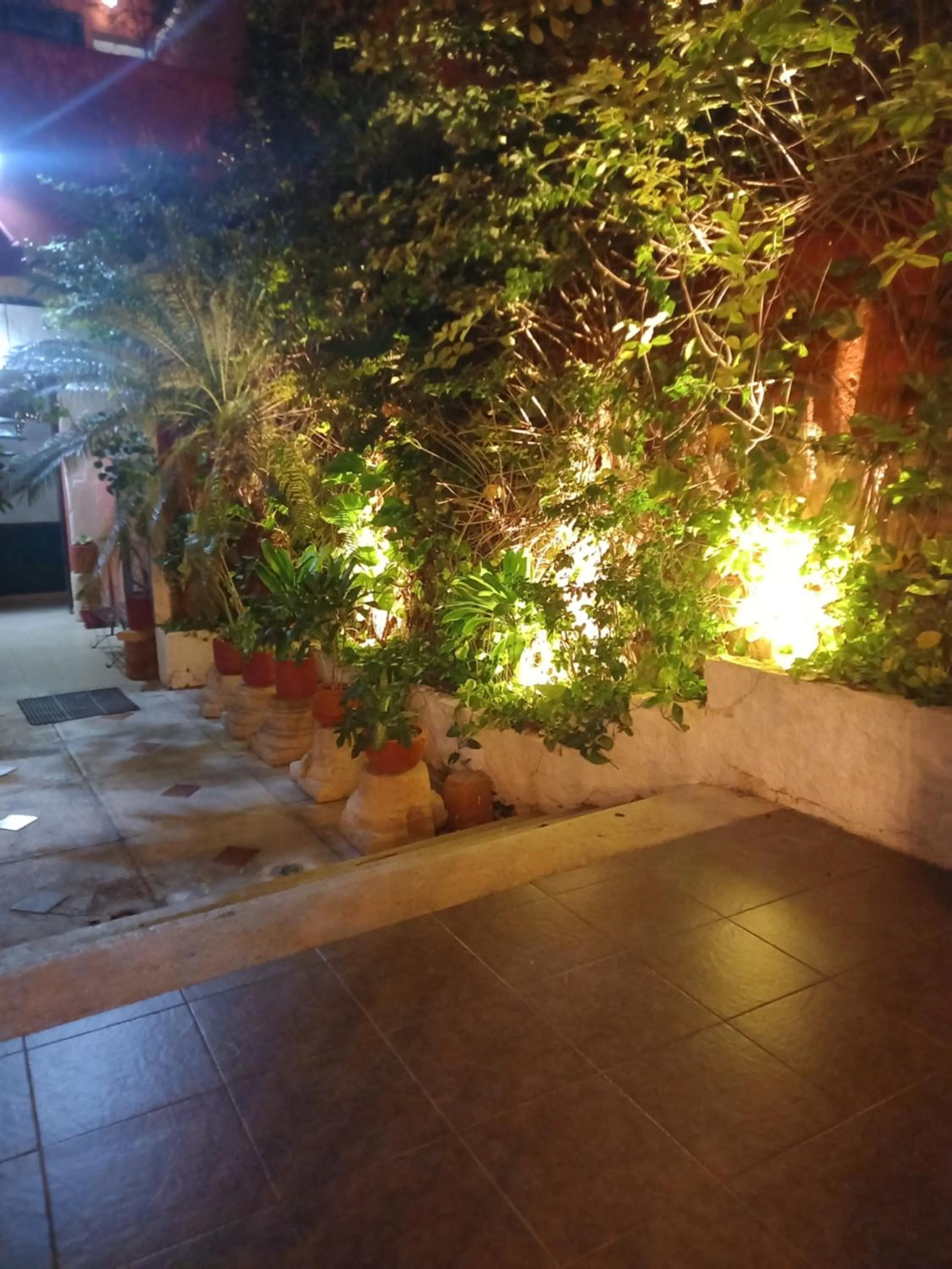 Garden in Hotel Reforma