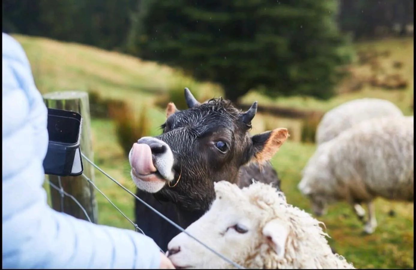 Activities in Little Red School House