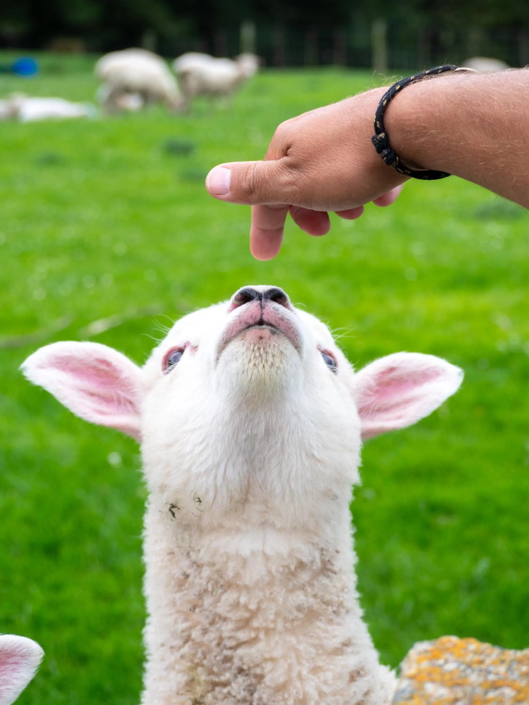 Pets in Little Red School House