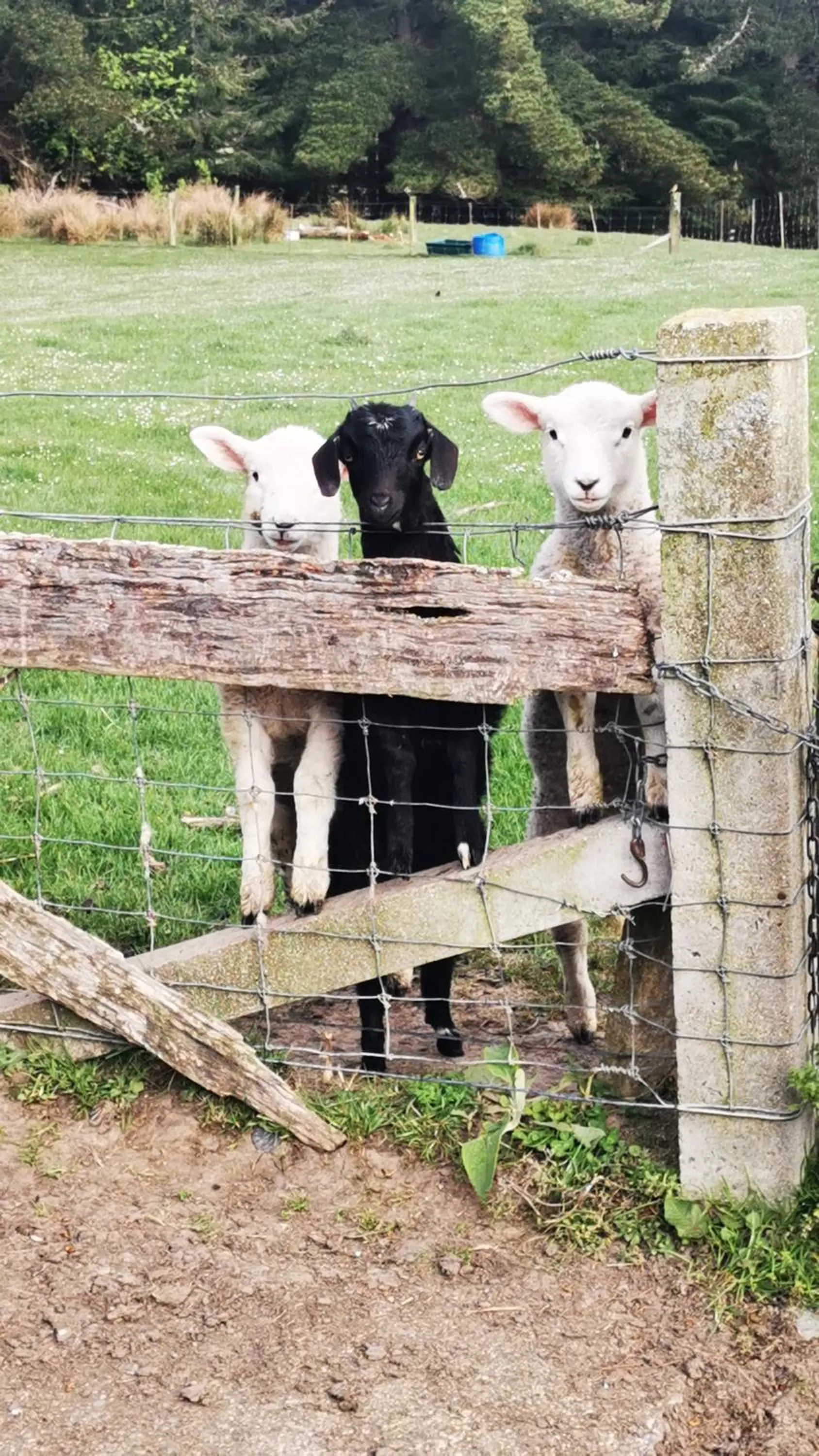 Activities in Little Red School House