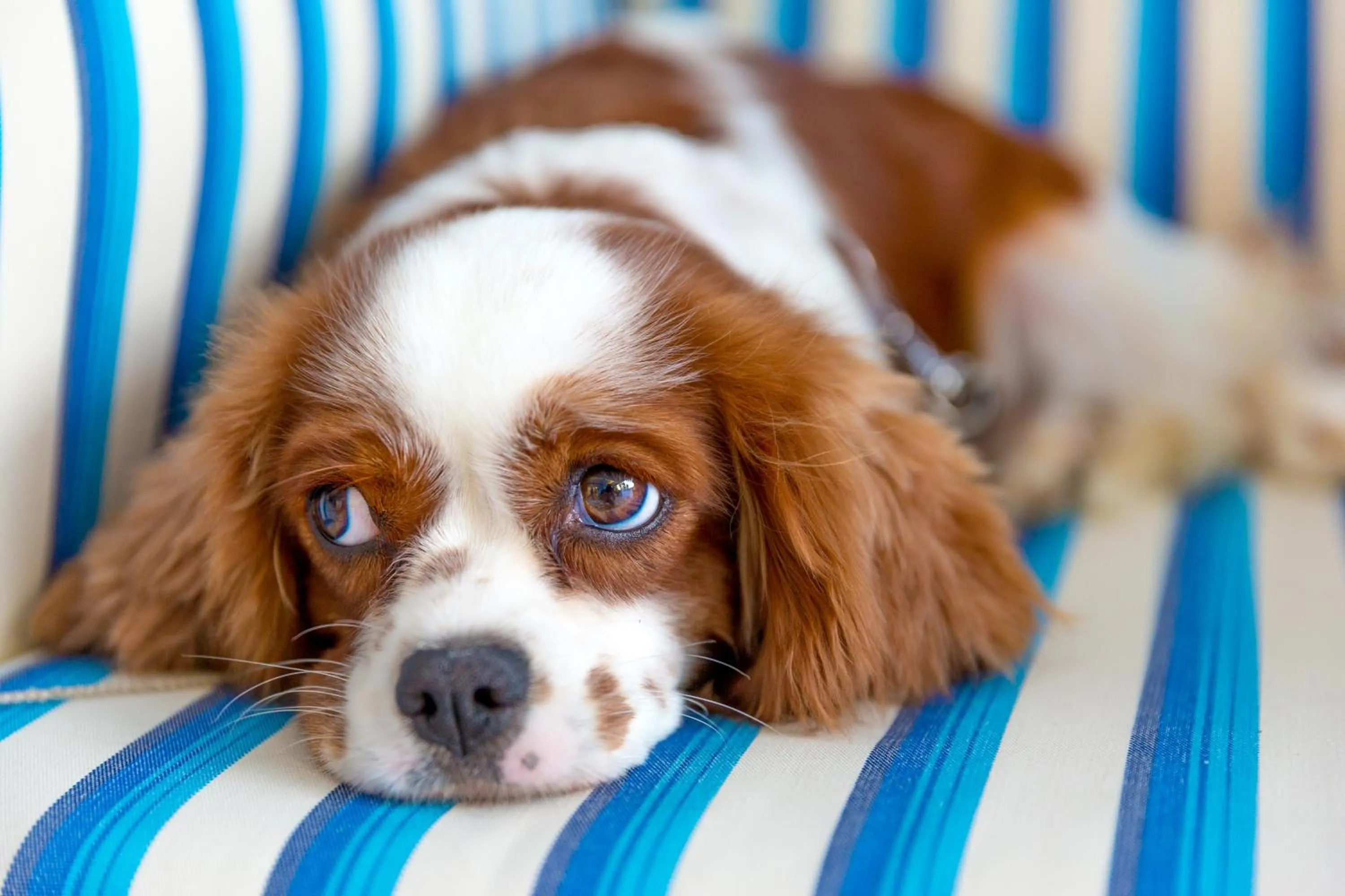 Lobby or reception, Pets in Hotel Mavi Beyaz