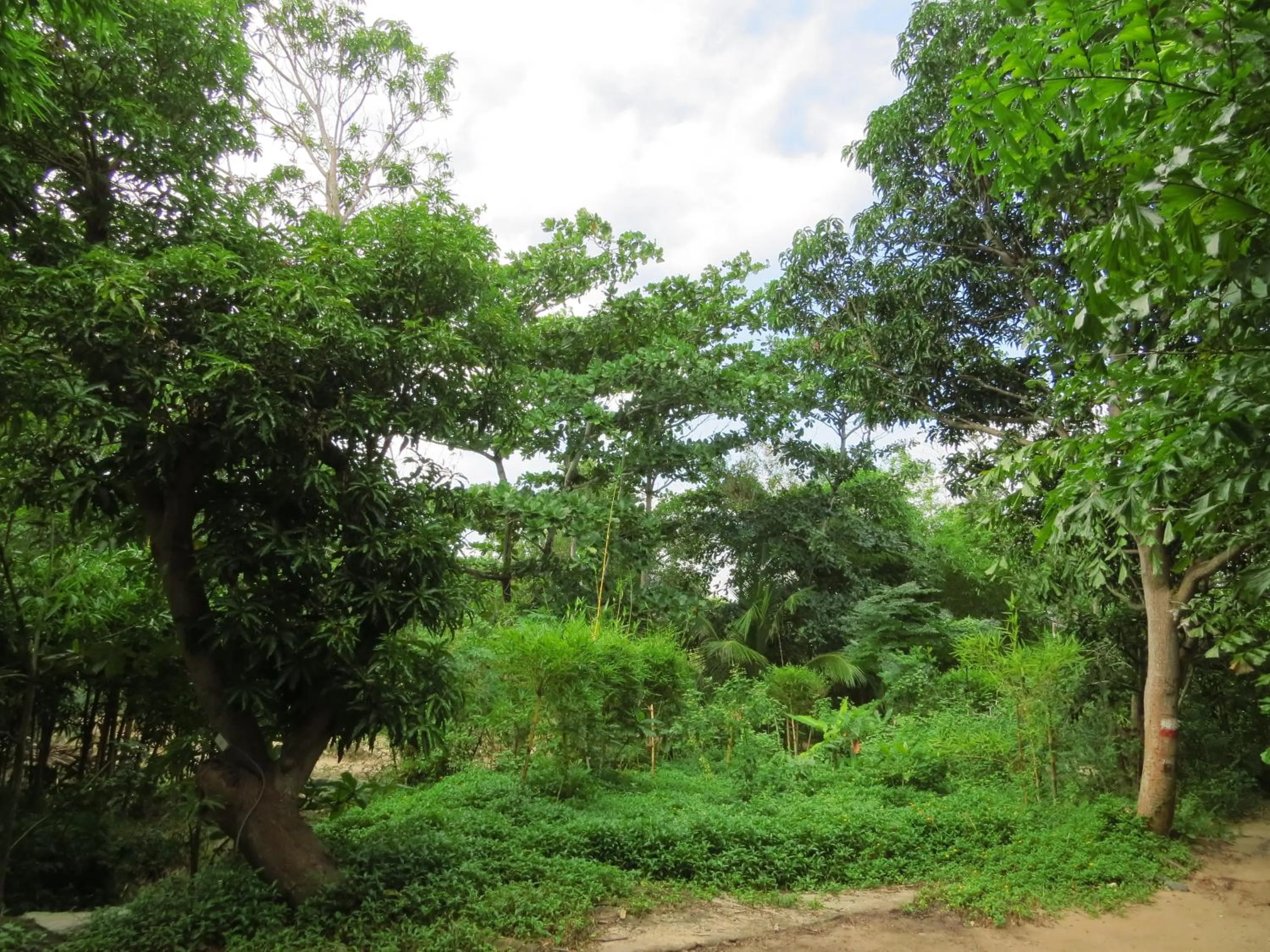 Natural landscape in Whale Island Resort