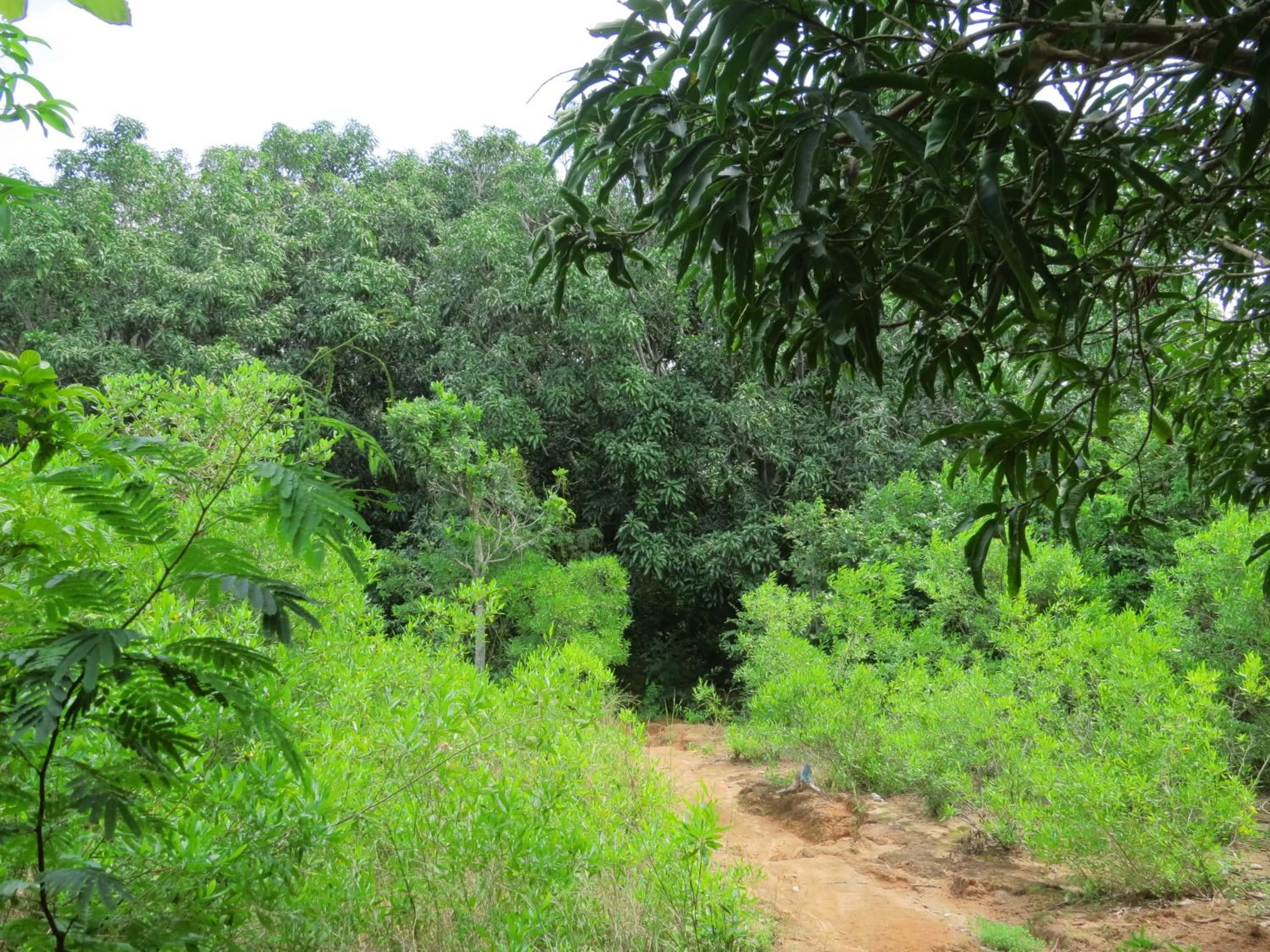 Hiking in Whale Island Resort