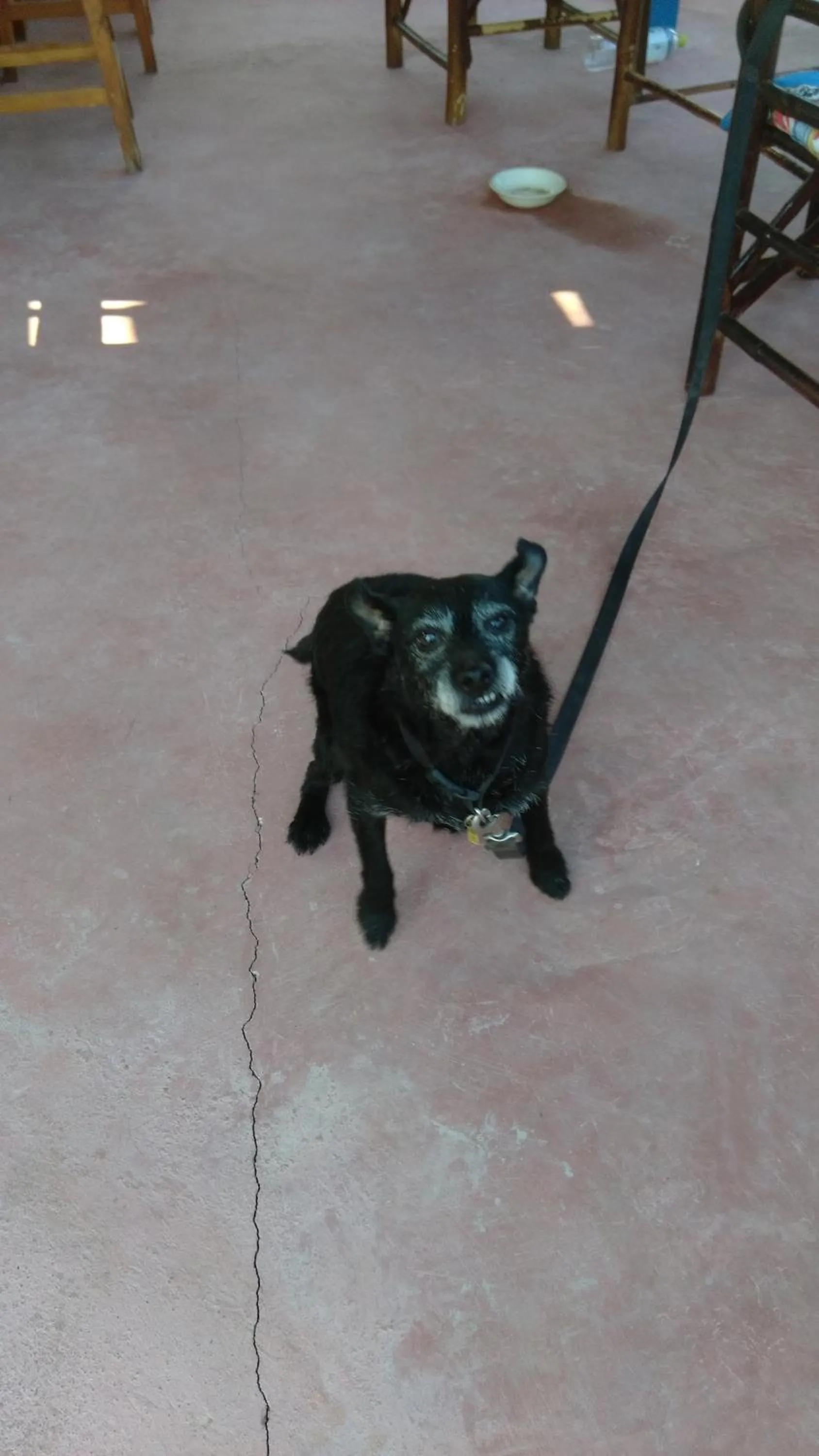 Pets in Lakchai Resort