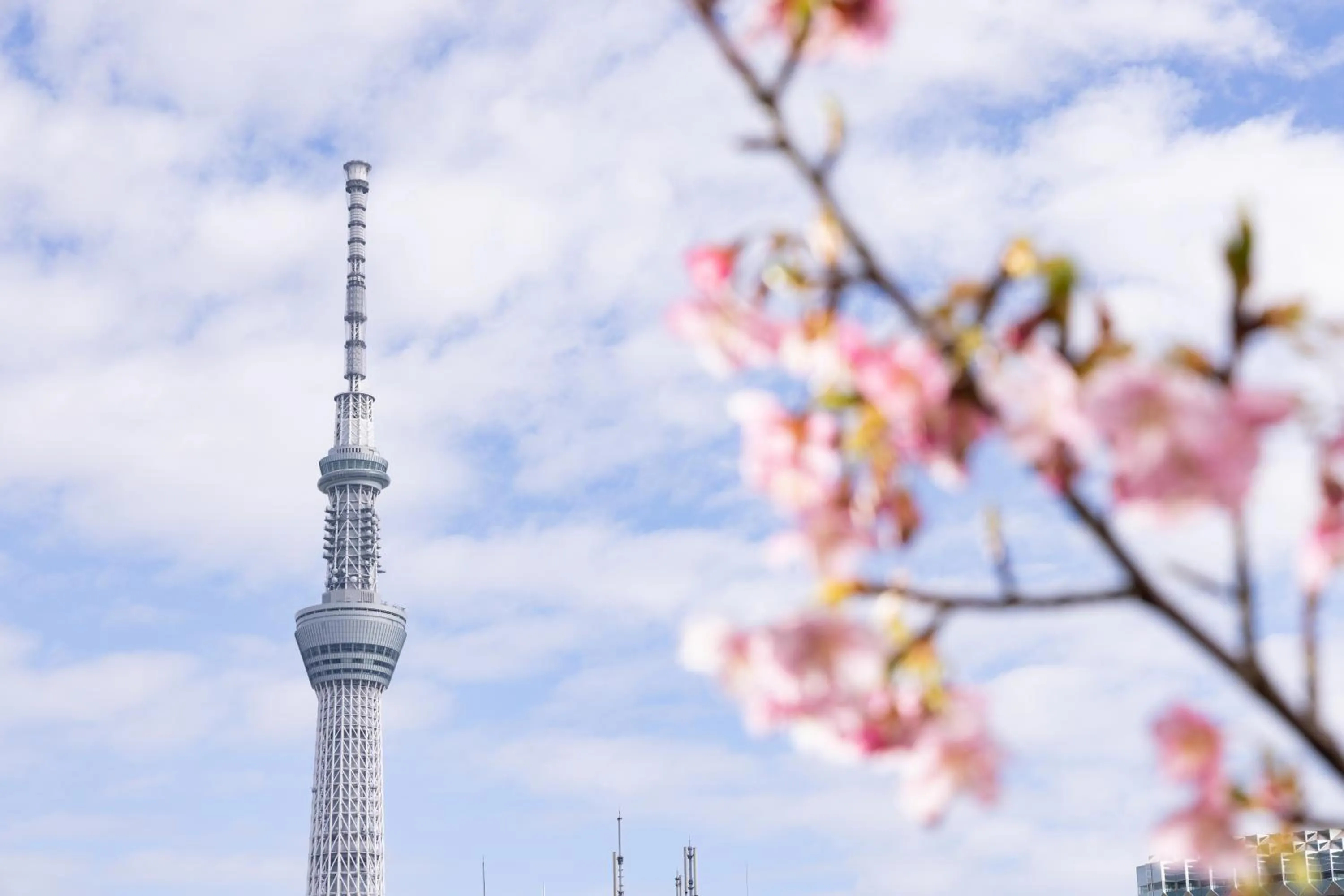 Spring in Ryokan Asakusa Shigetsu