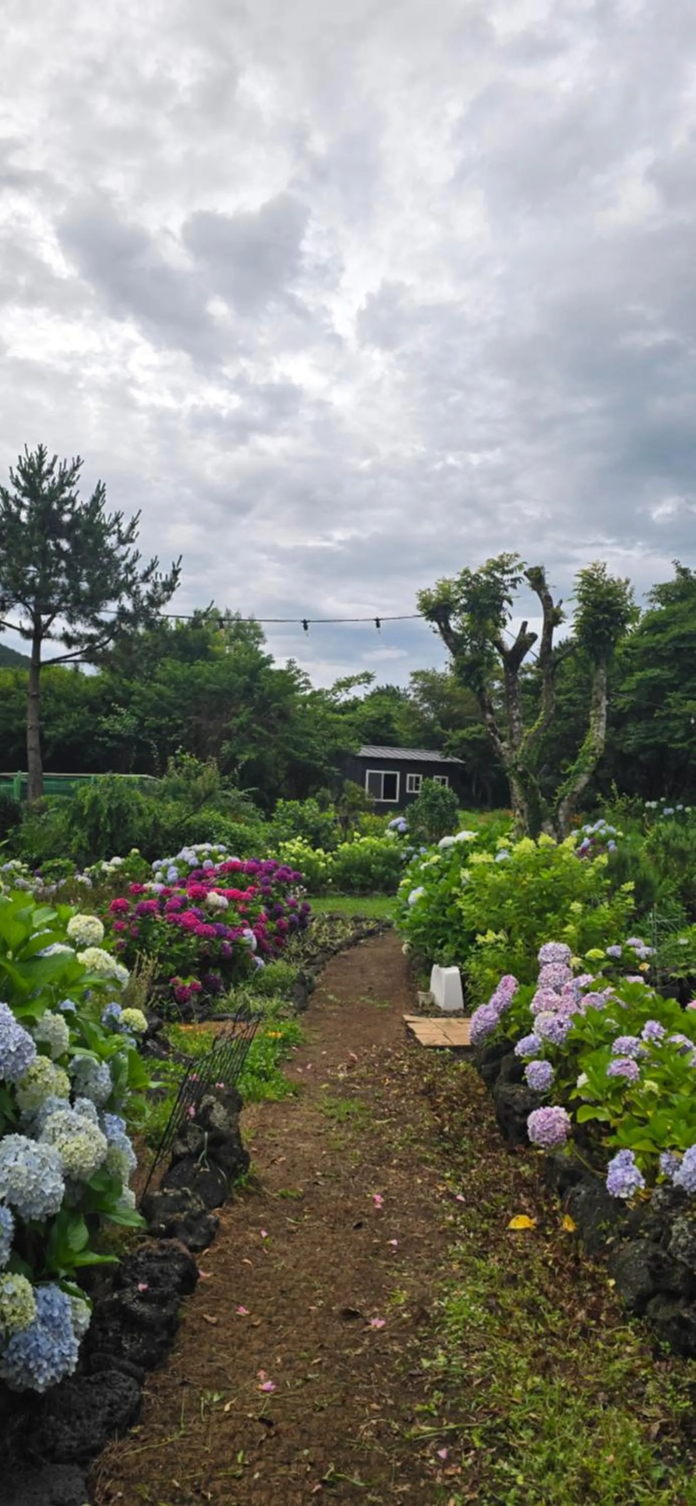 Gotjawal Geomunoreum Pension