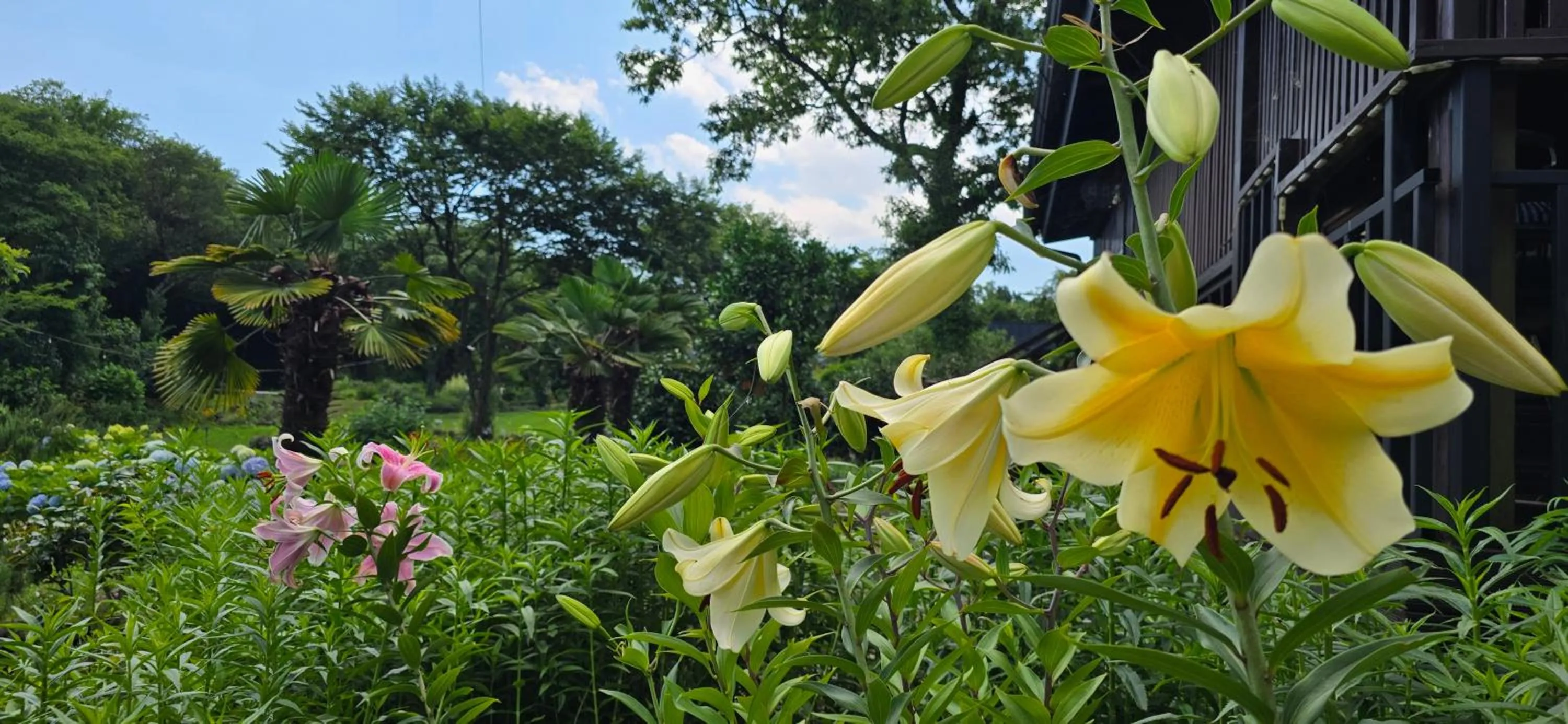 Gotjawal Geomunoreum Pension