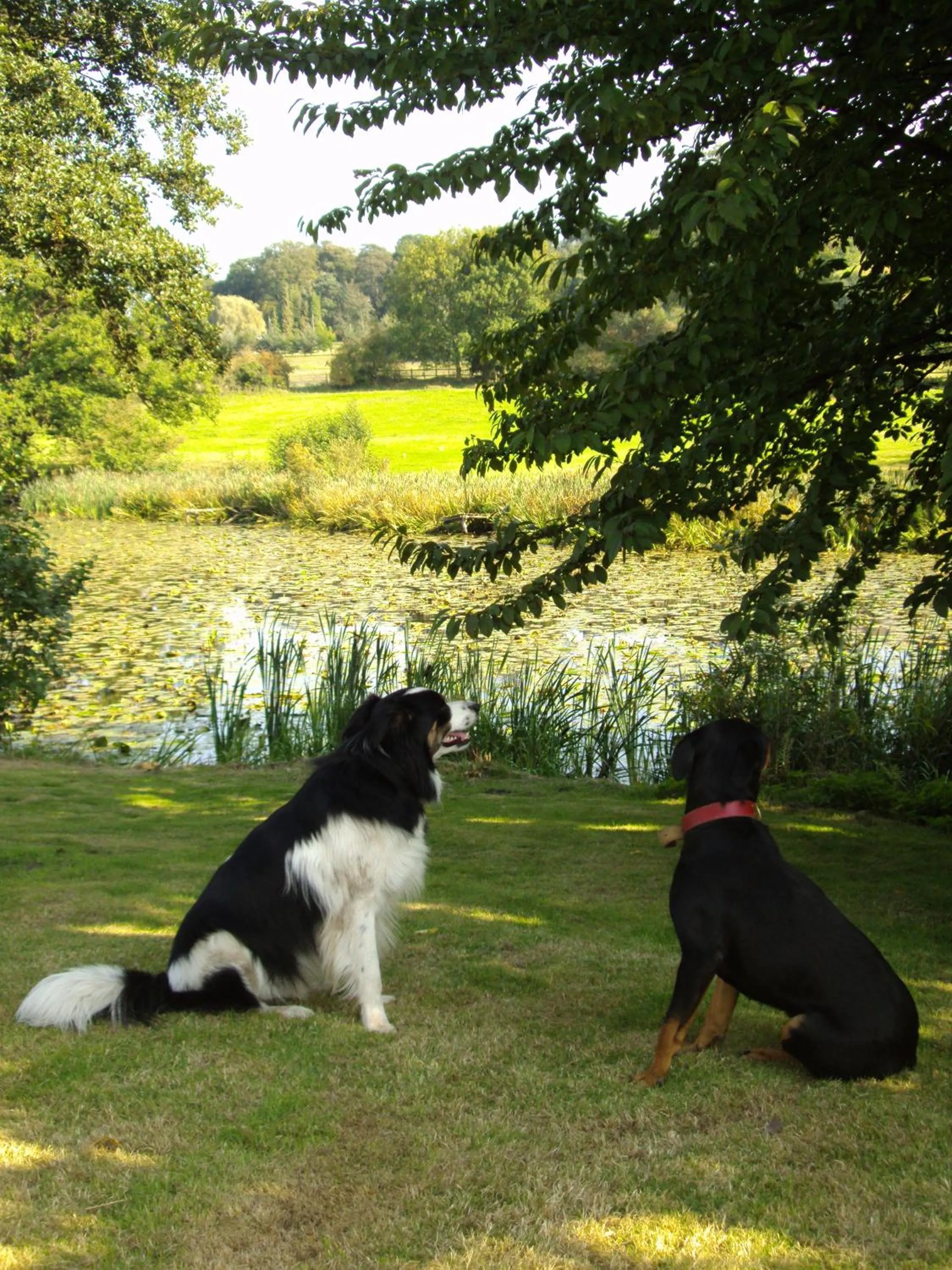 Garden in Abbey Farm Bed And Breakfast
