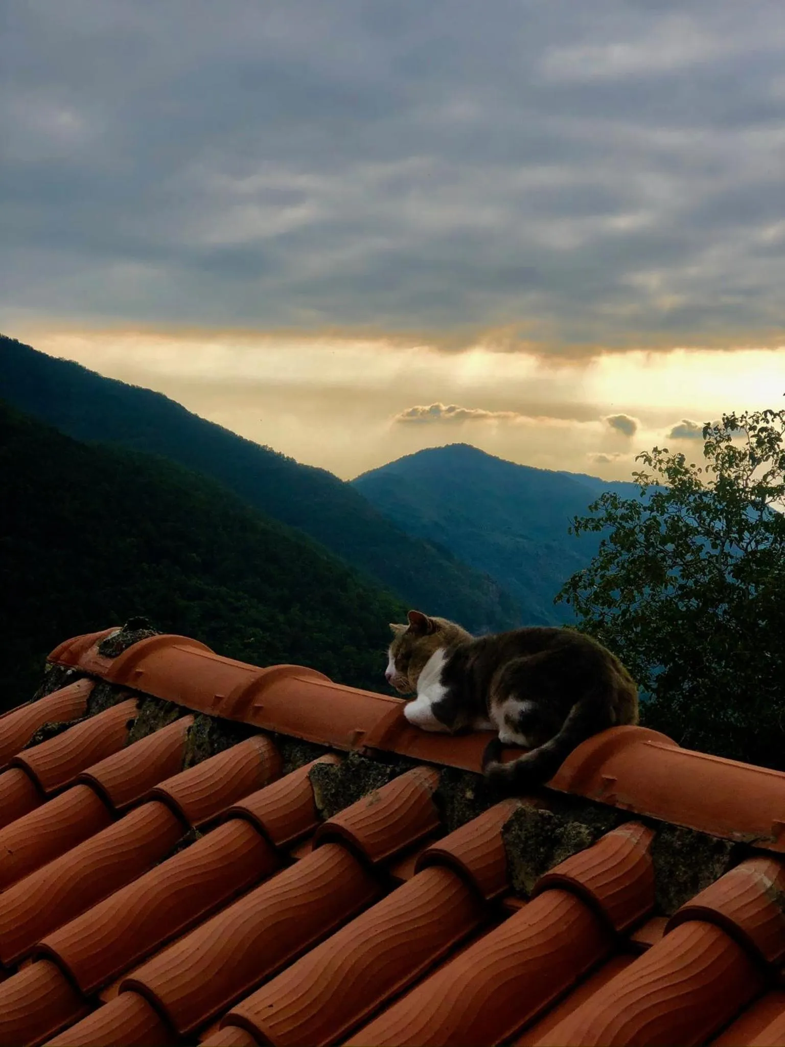 Animals in Viandanti, Artisti e Sognatori