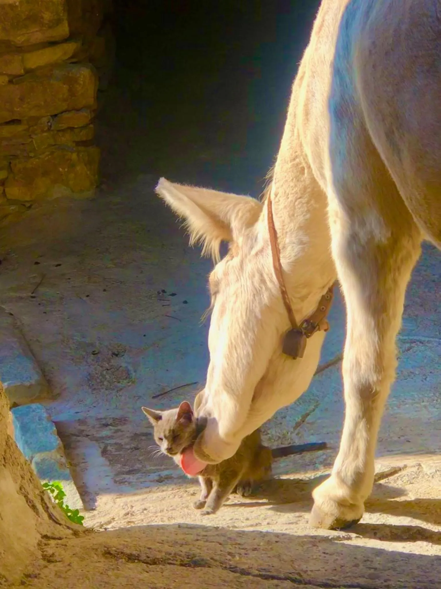 Animals in Viandanti, Artisti e Sognatori