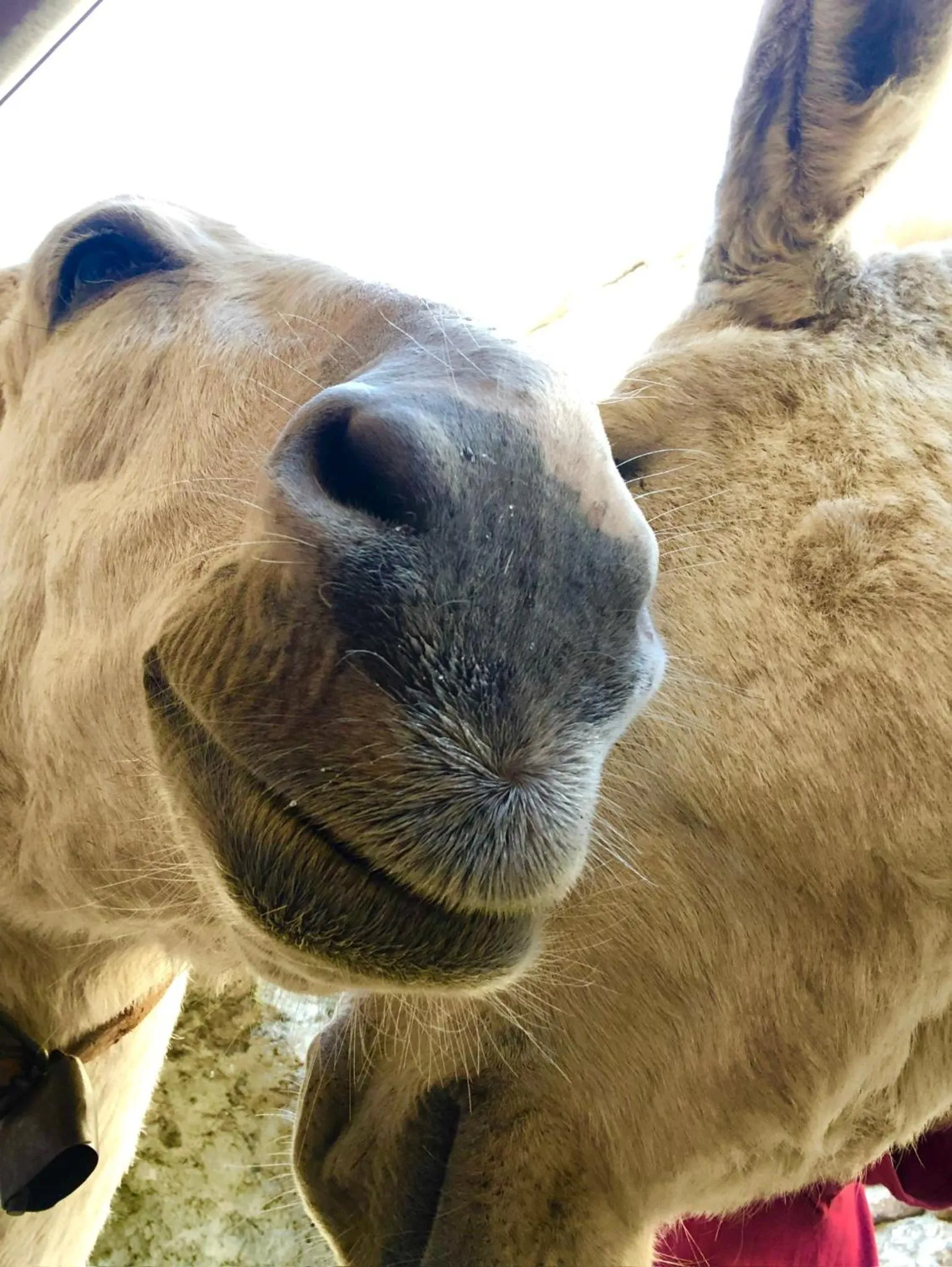 Animals in Viandanti, Artisti e Sognatori