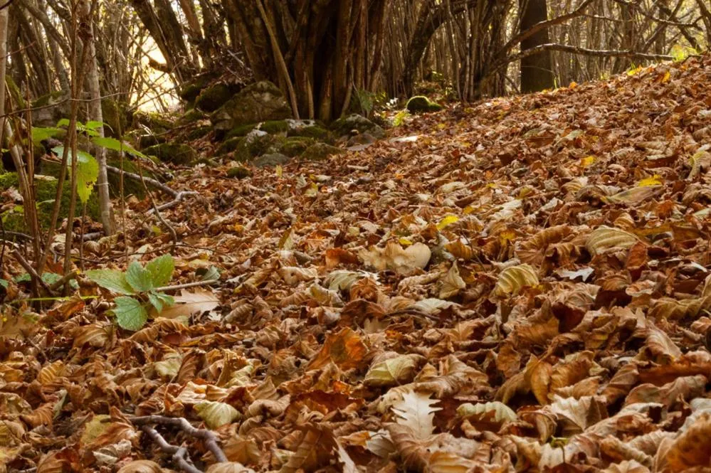 Viandanti, Artisti e Sognatori