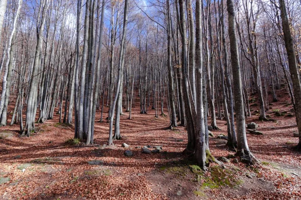 Viandanti, Artisti e Sognatori