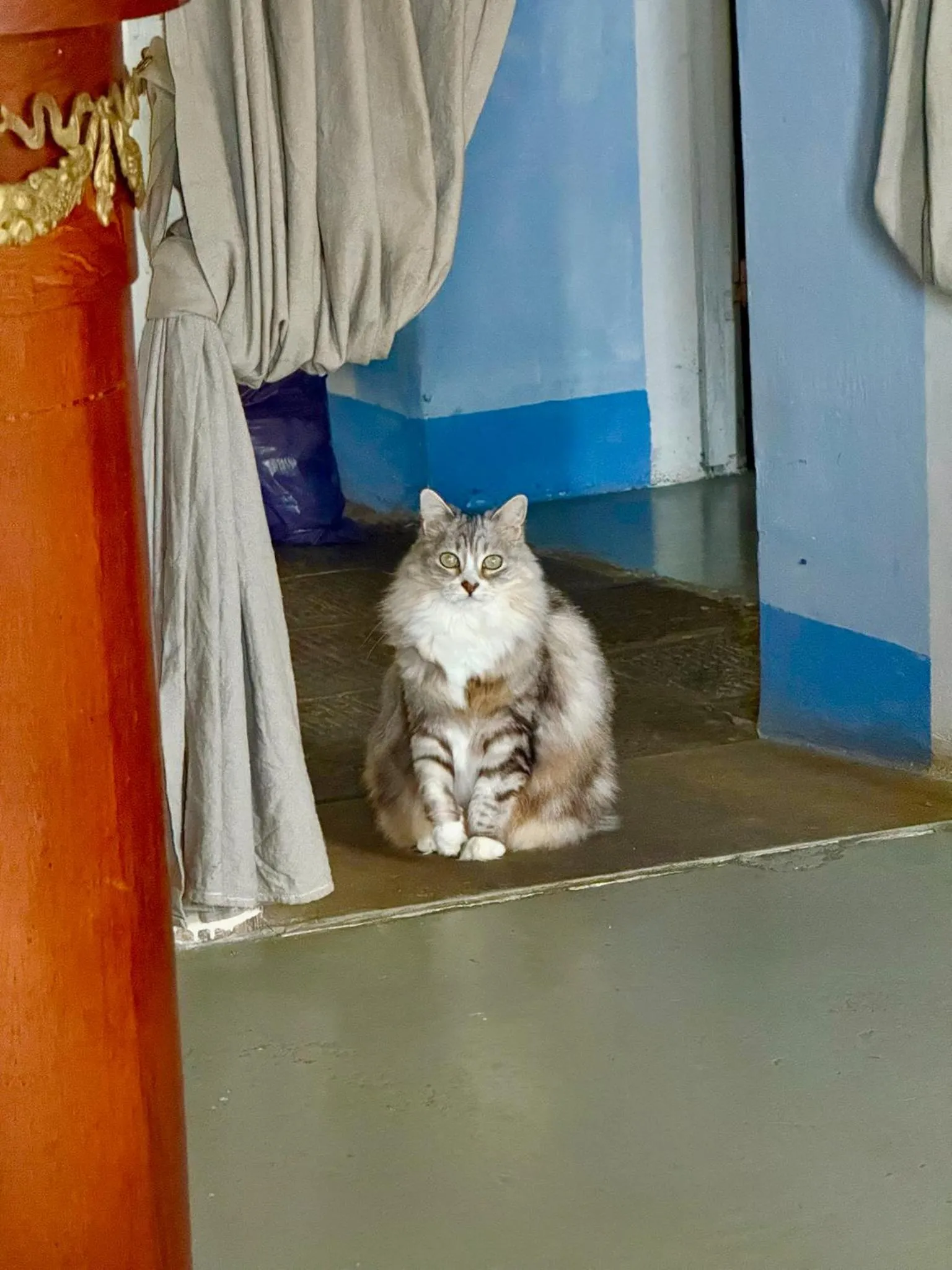 Pets in Viandanti, Artisti e Sognatori