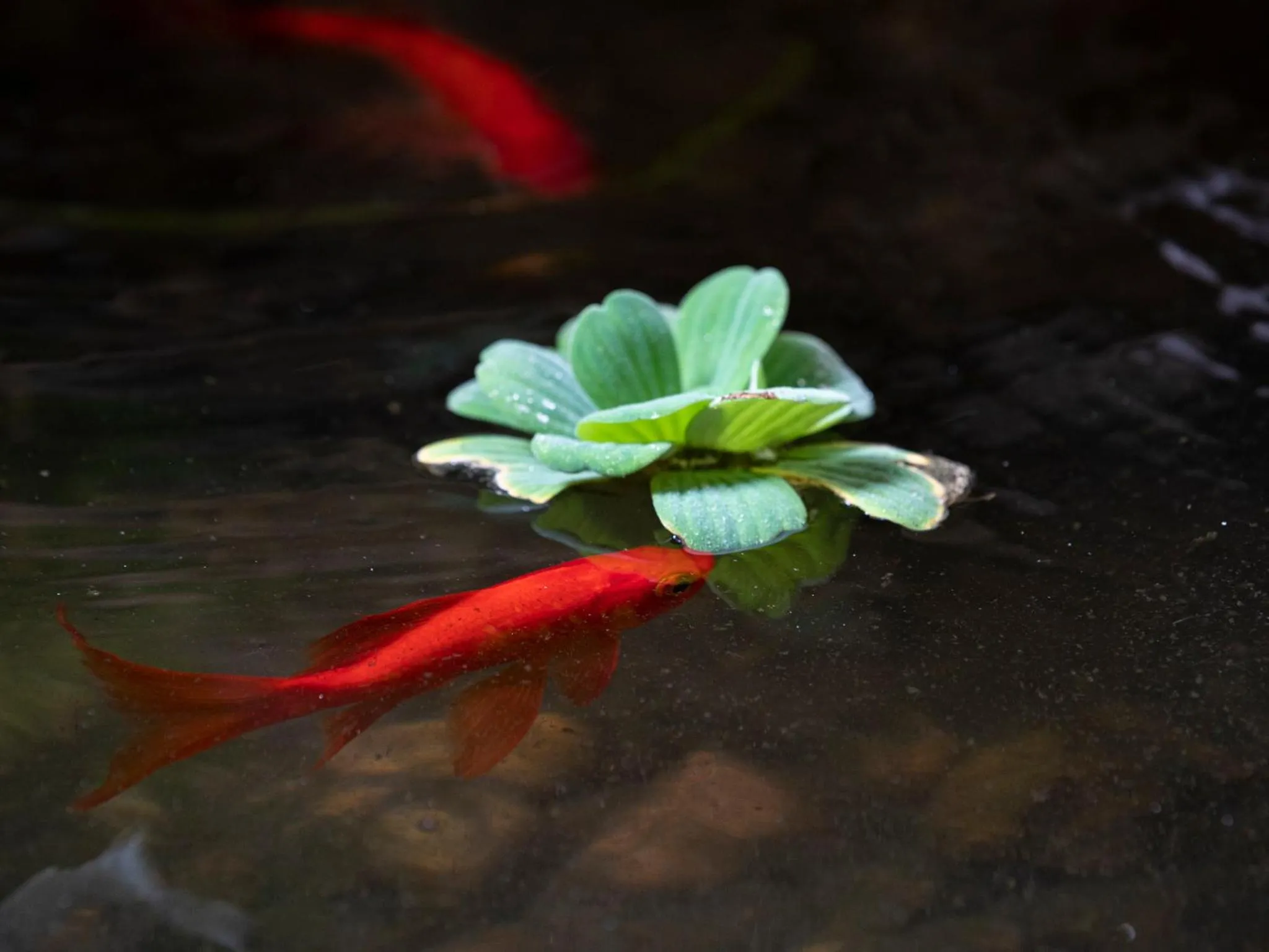 Decorative detail in Pousada Atiaia