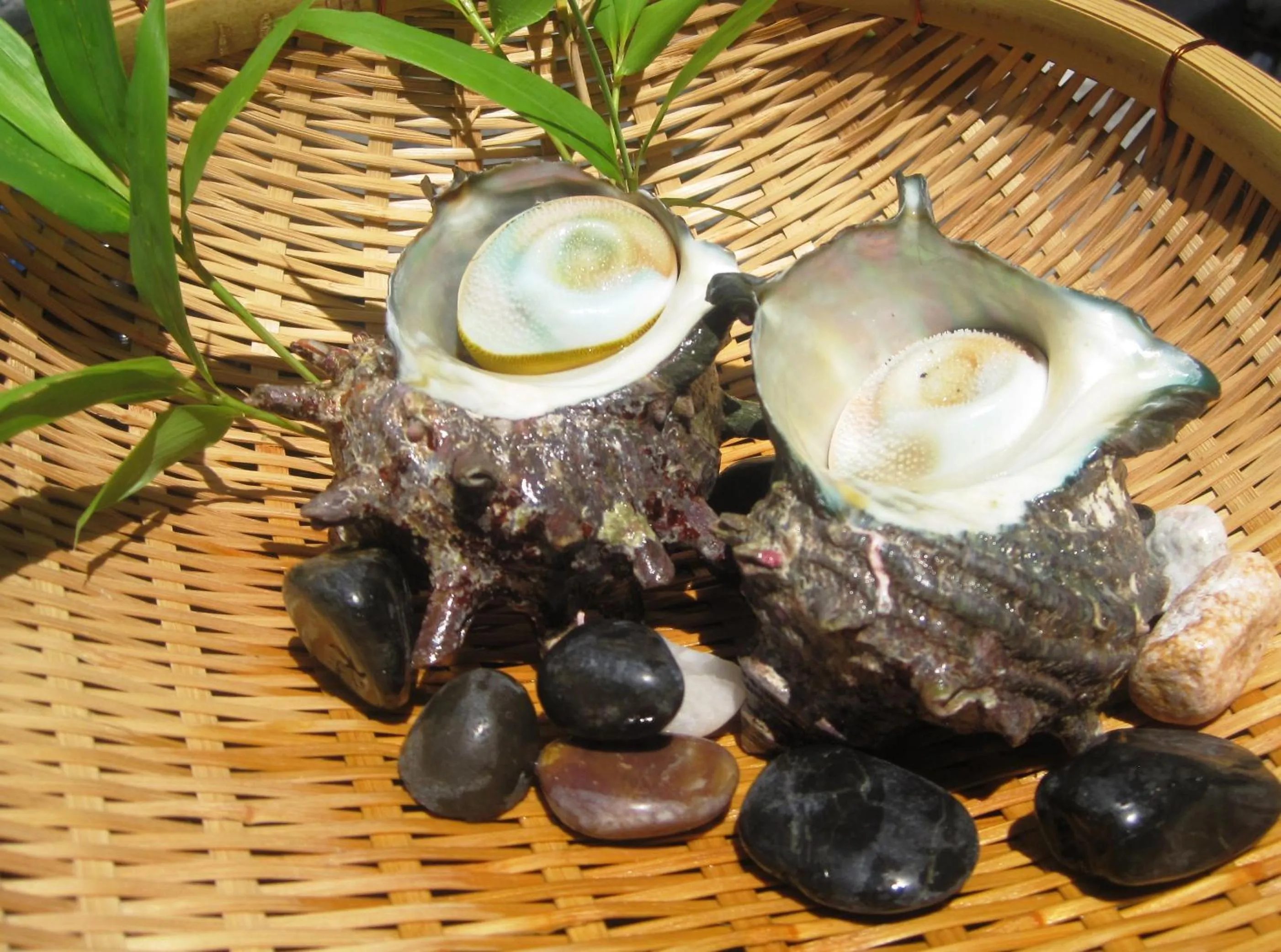 Food in Yukairo Kikuya