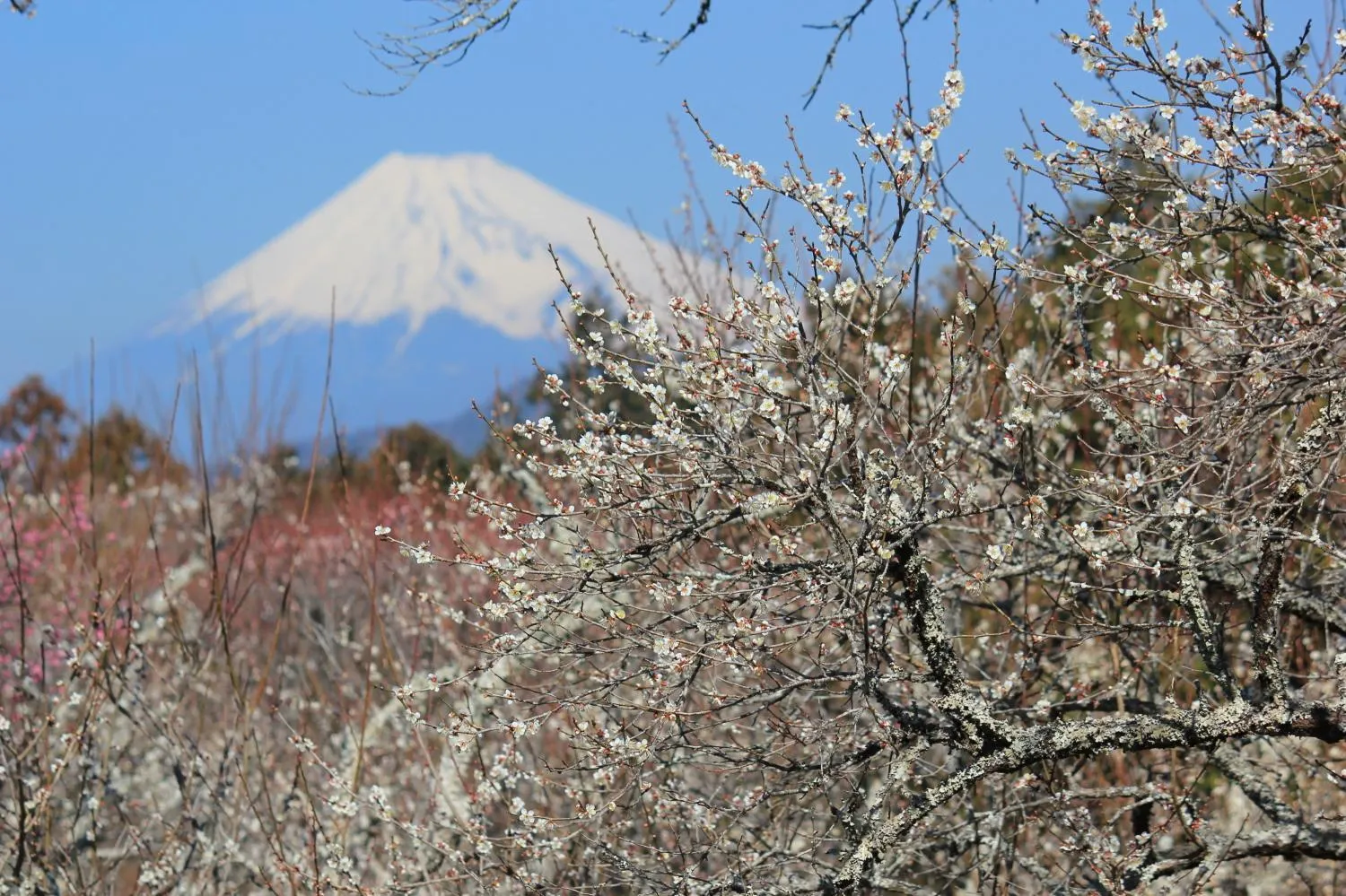 Nearby landmark in Yukairo Kikuya