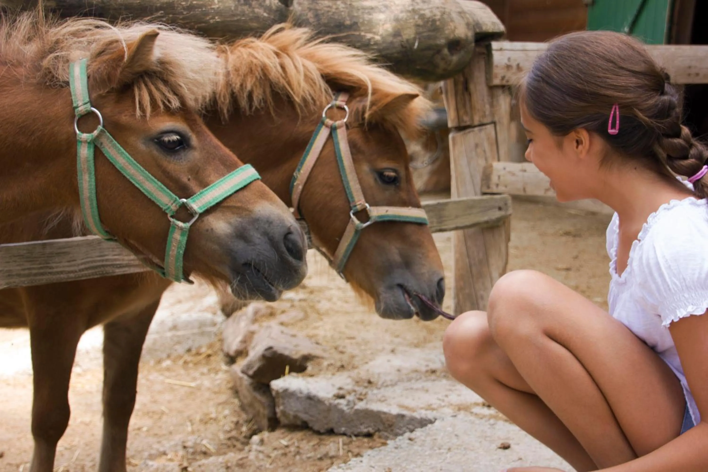 Animals in Xalet De Prades