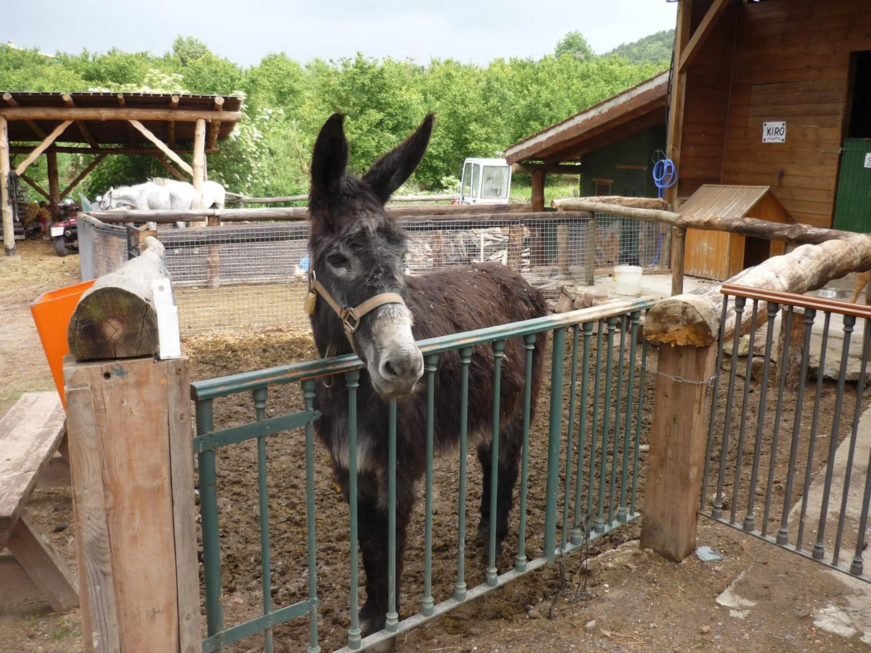 Animals in Xalet De Prades