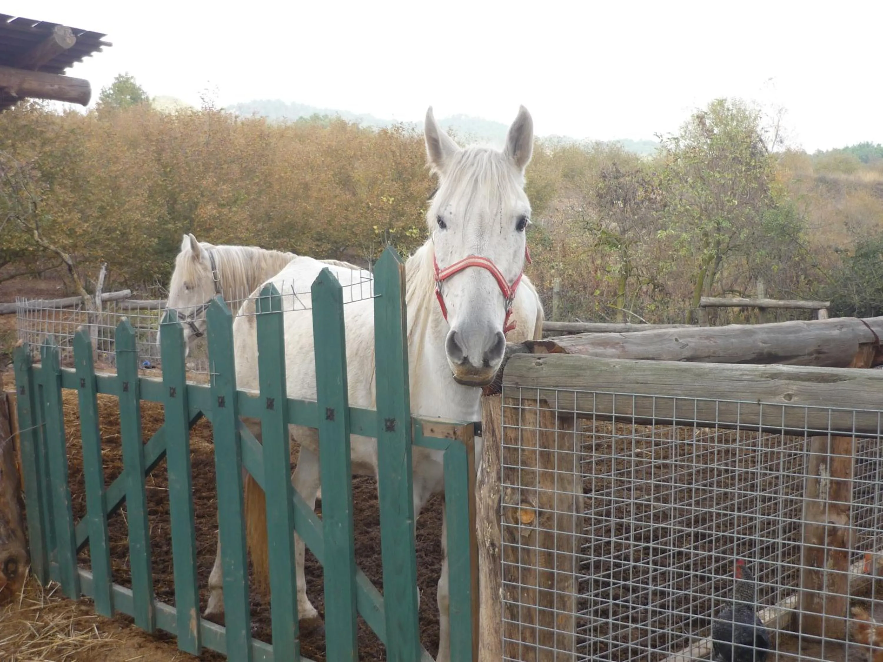 Animals in Xalet De Prades
