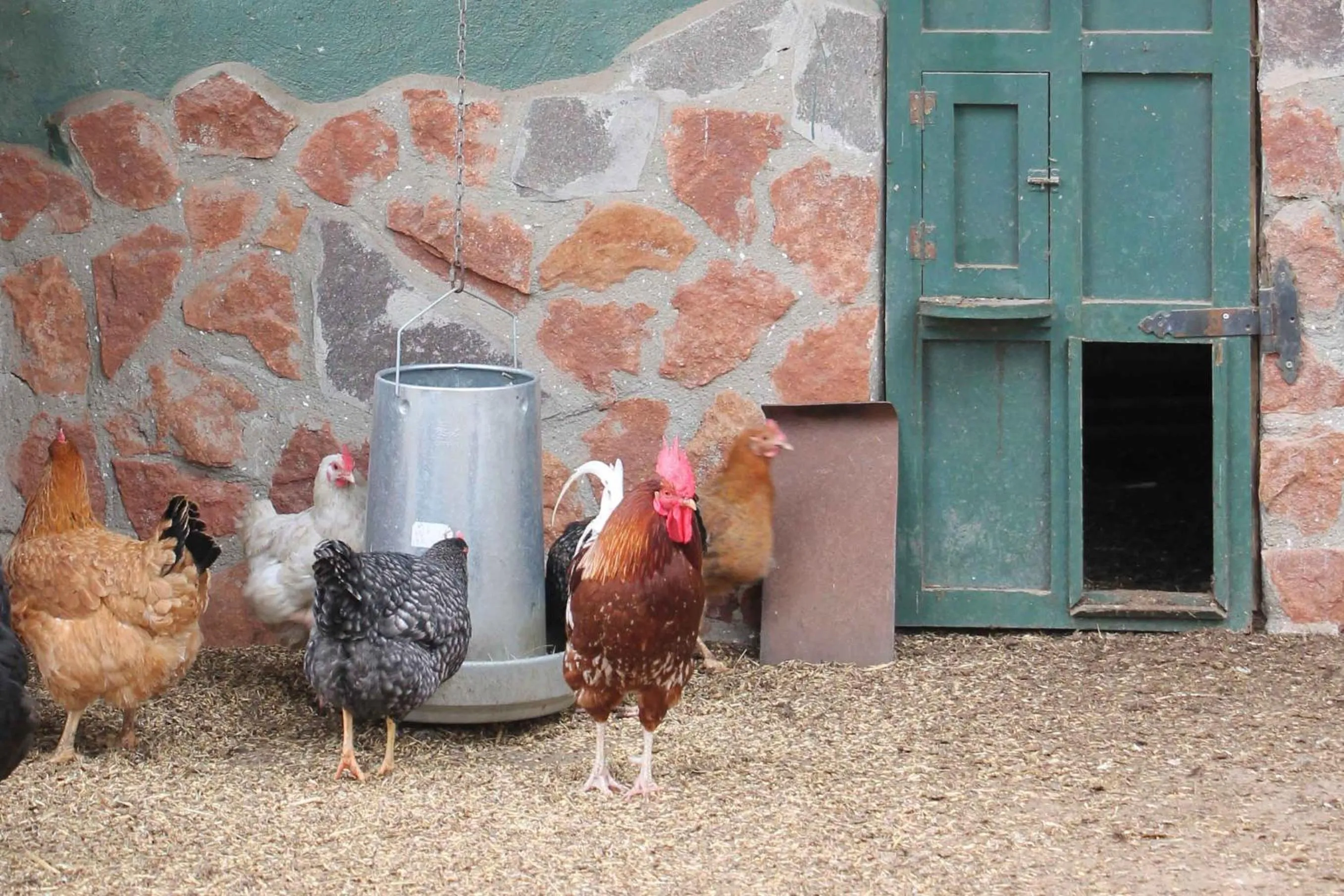 Animals in Xalet De Prades