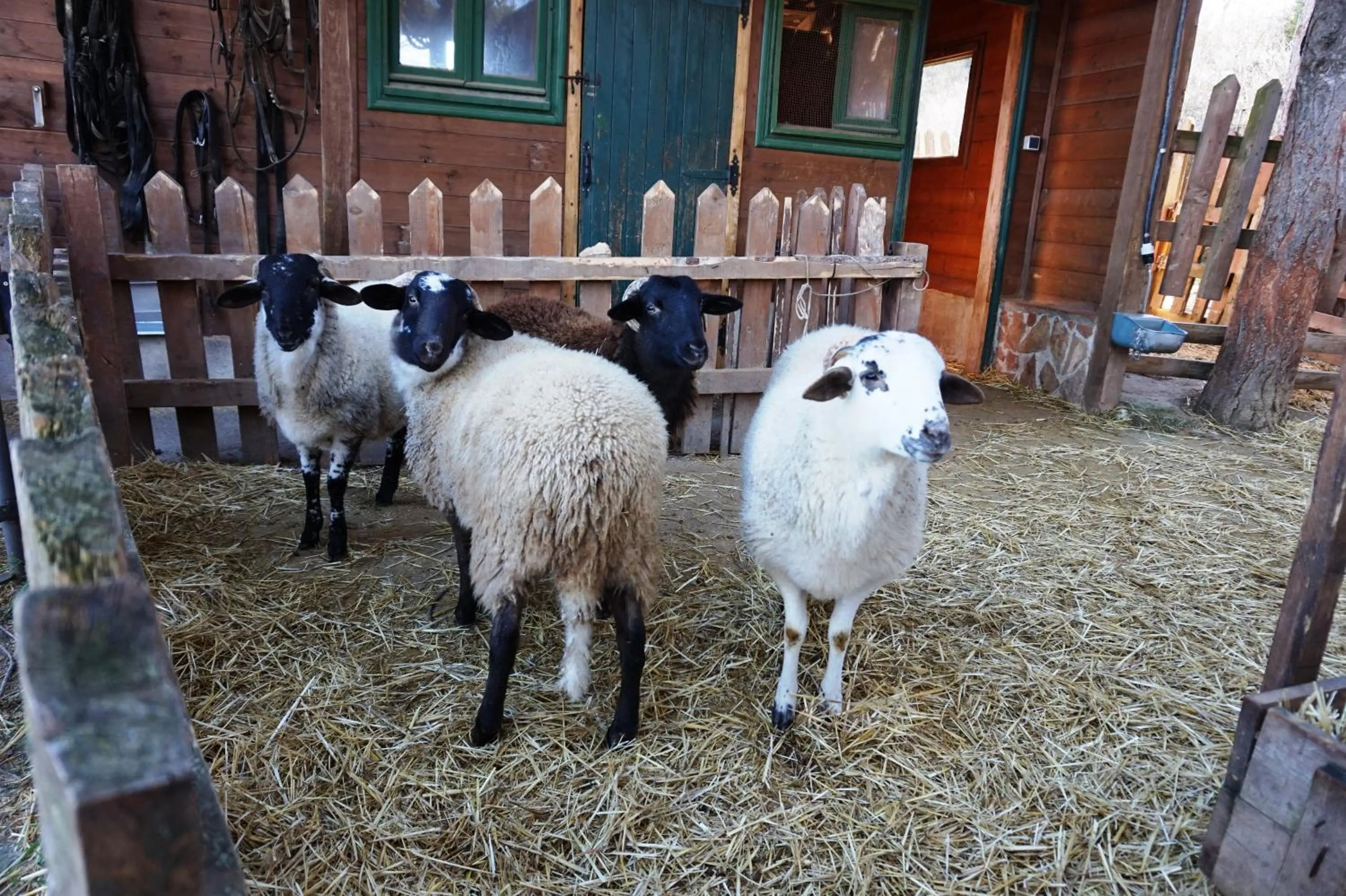 Animals in Xalet De Prades
