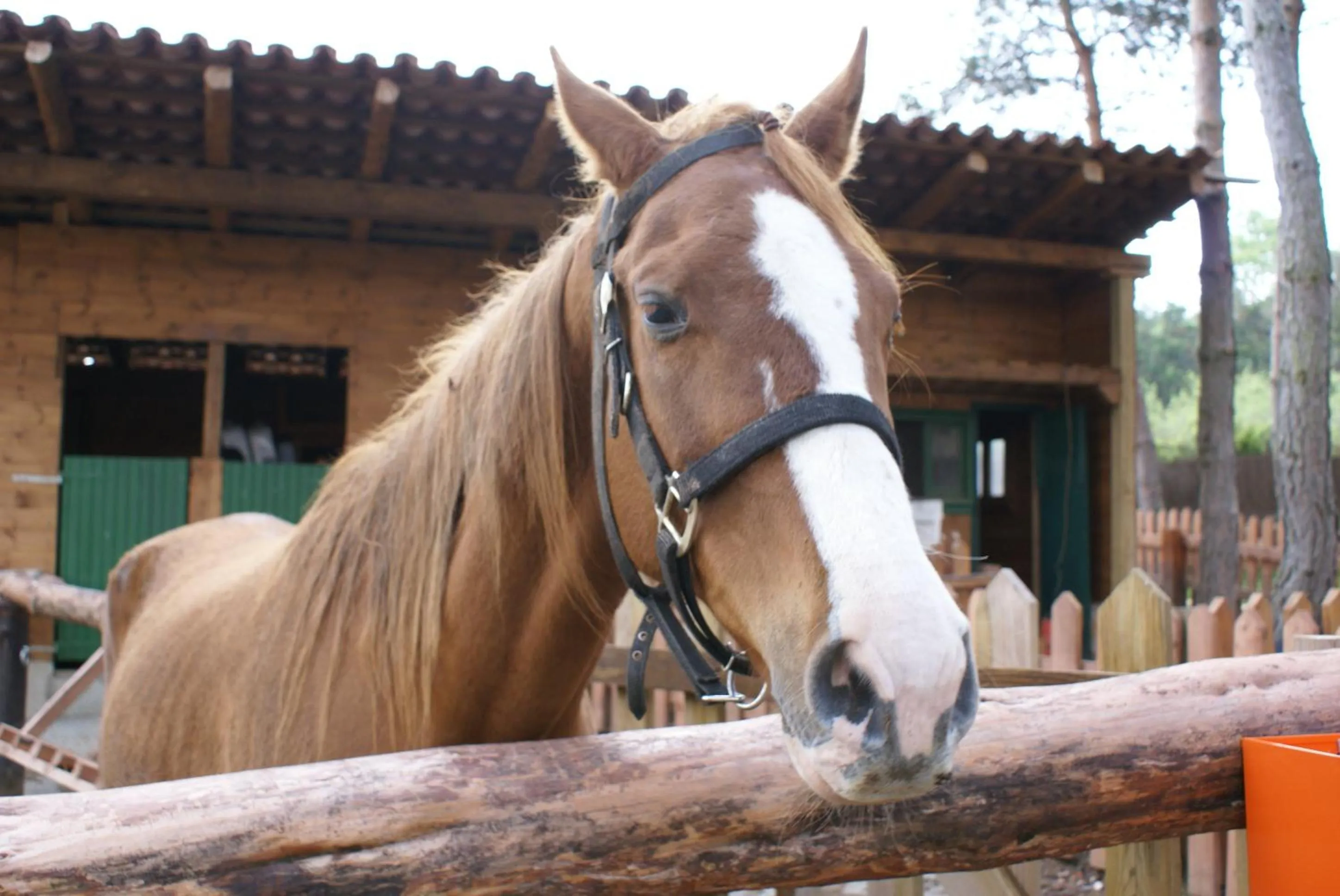 Animals in Xalet De Prades