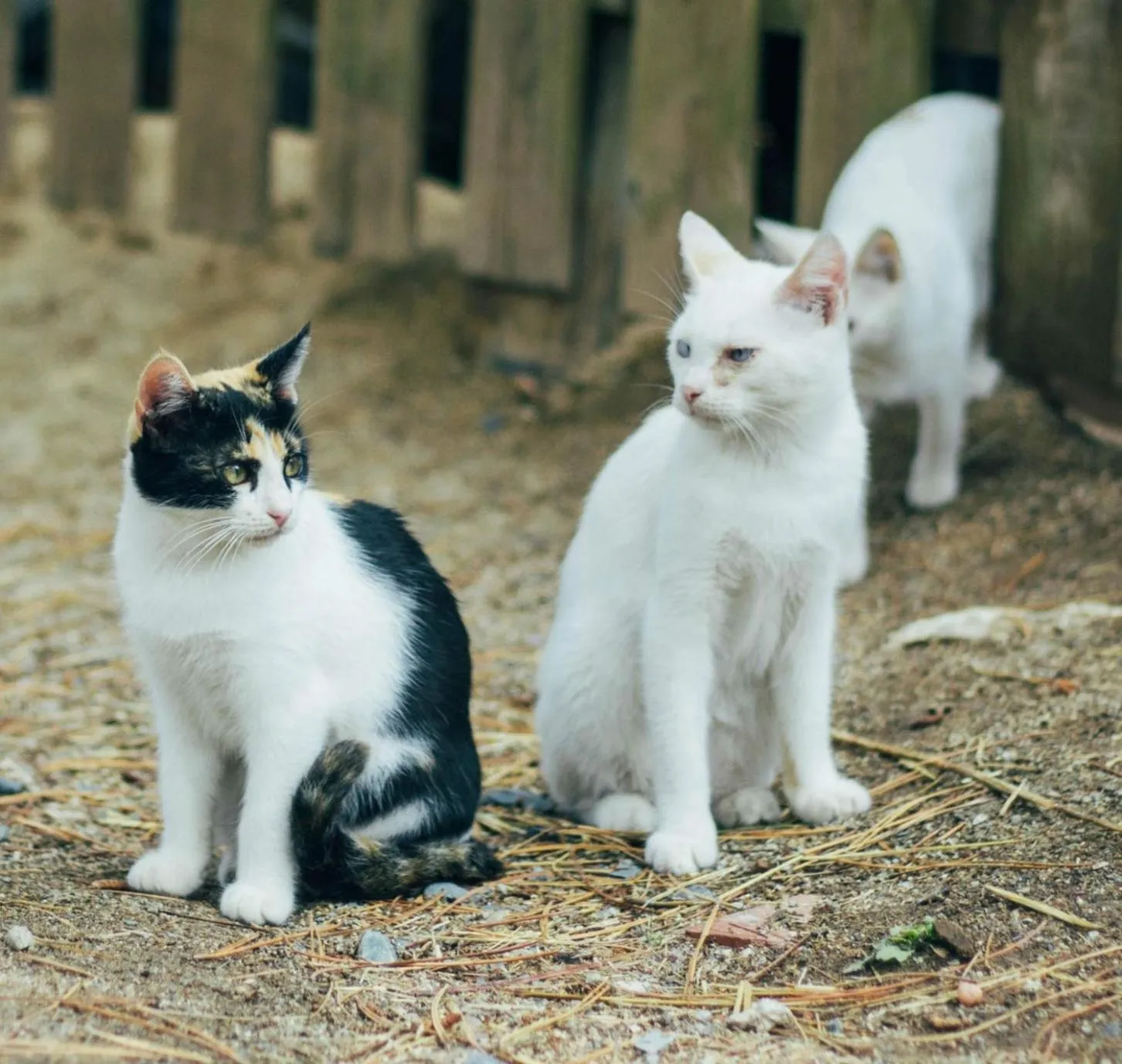 Animals in Xalet De Prades