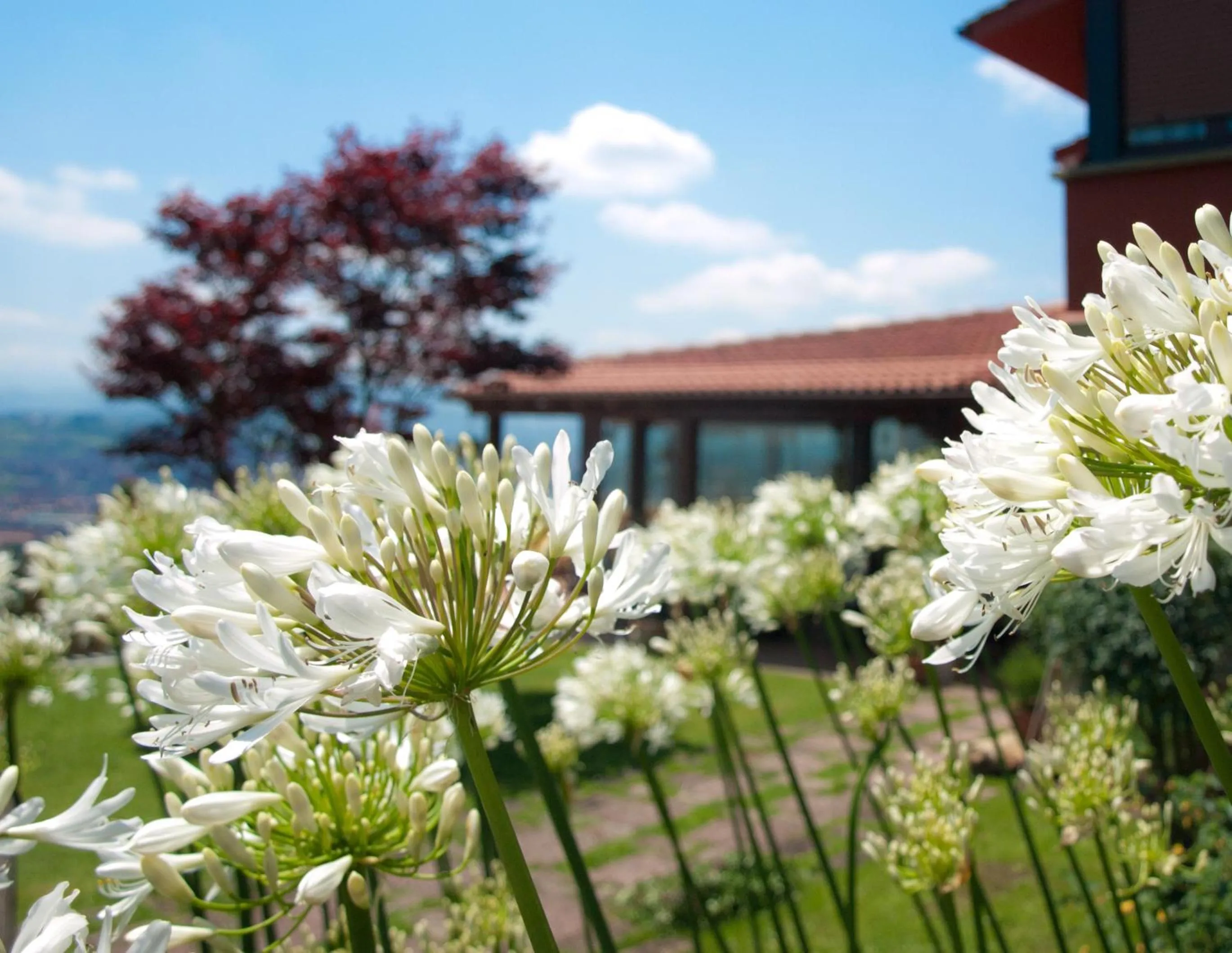 Garden in Hotel Casa Camila