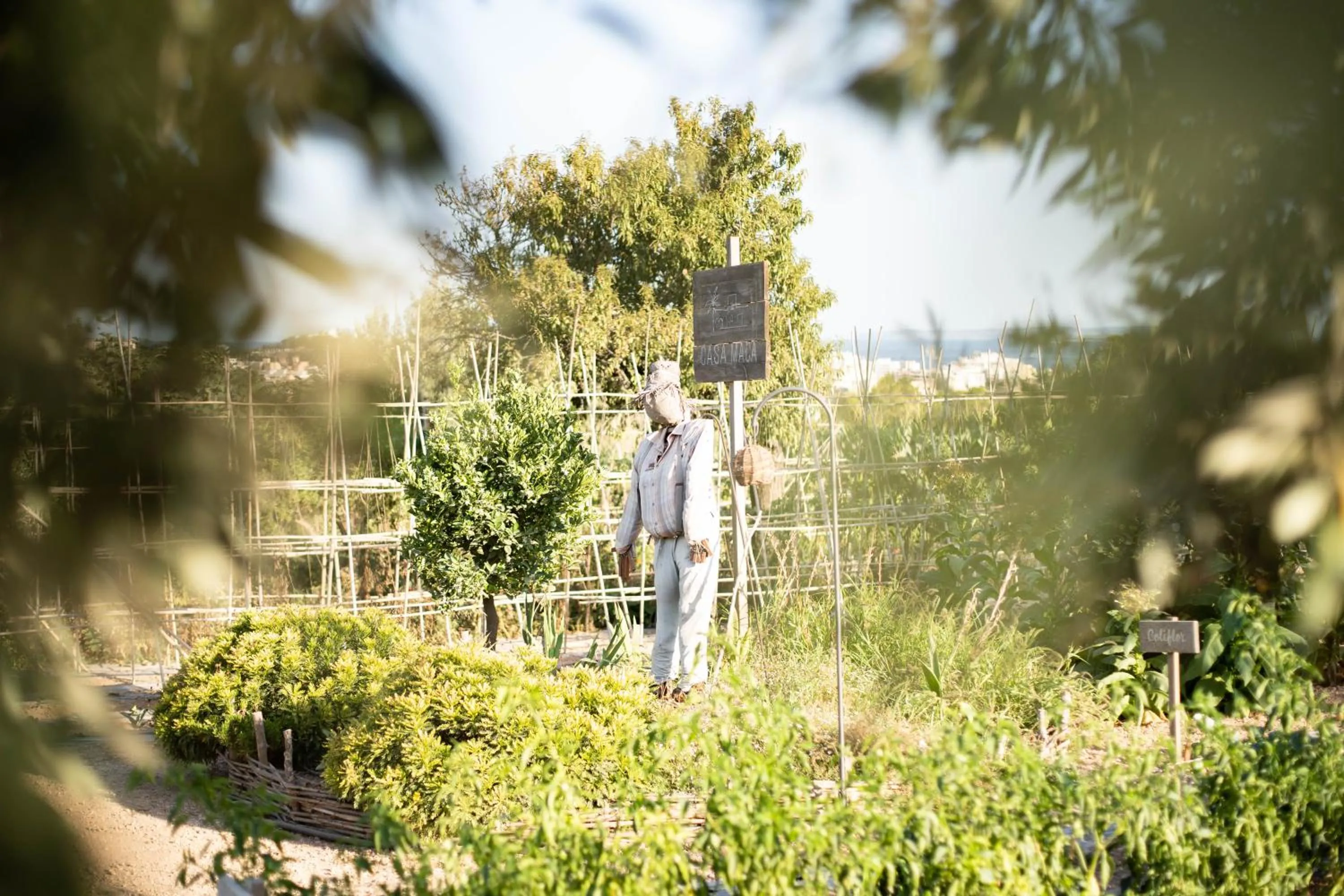 Restaurant/places to eat in Casa Maca