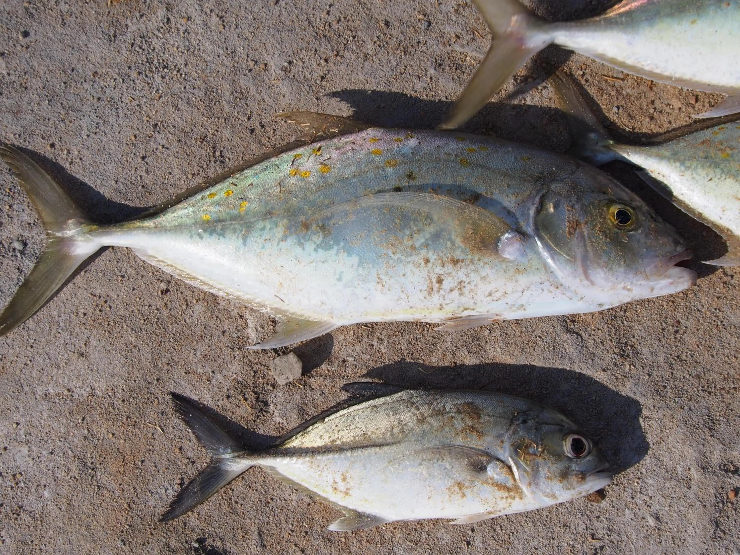Natural landscape in Aki Villa