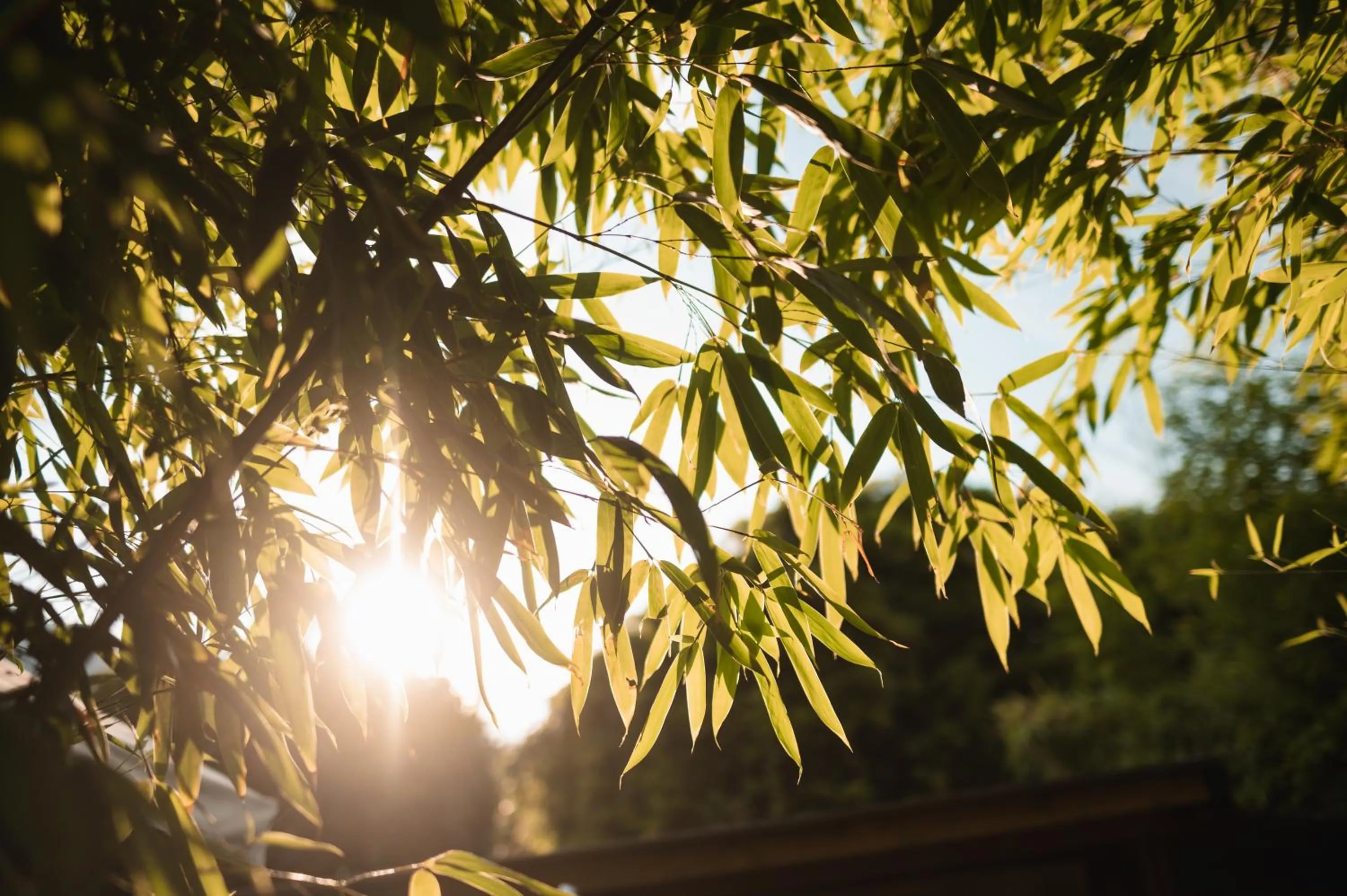 Garden in Hotel Pollinger