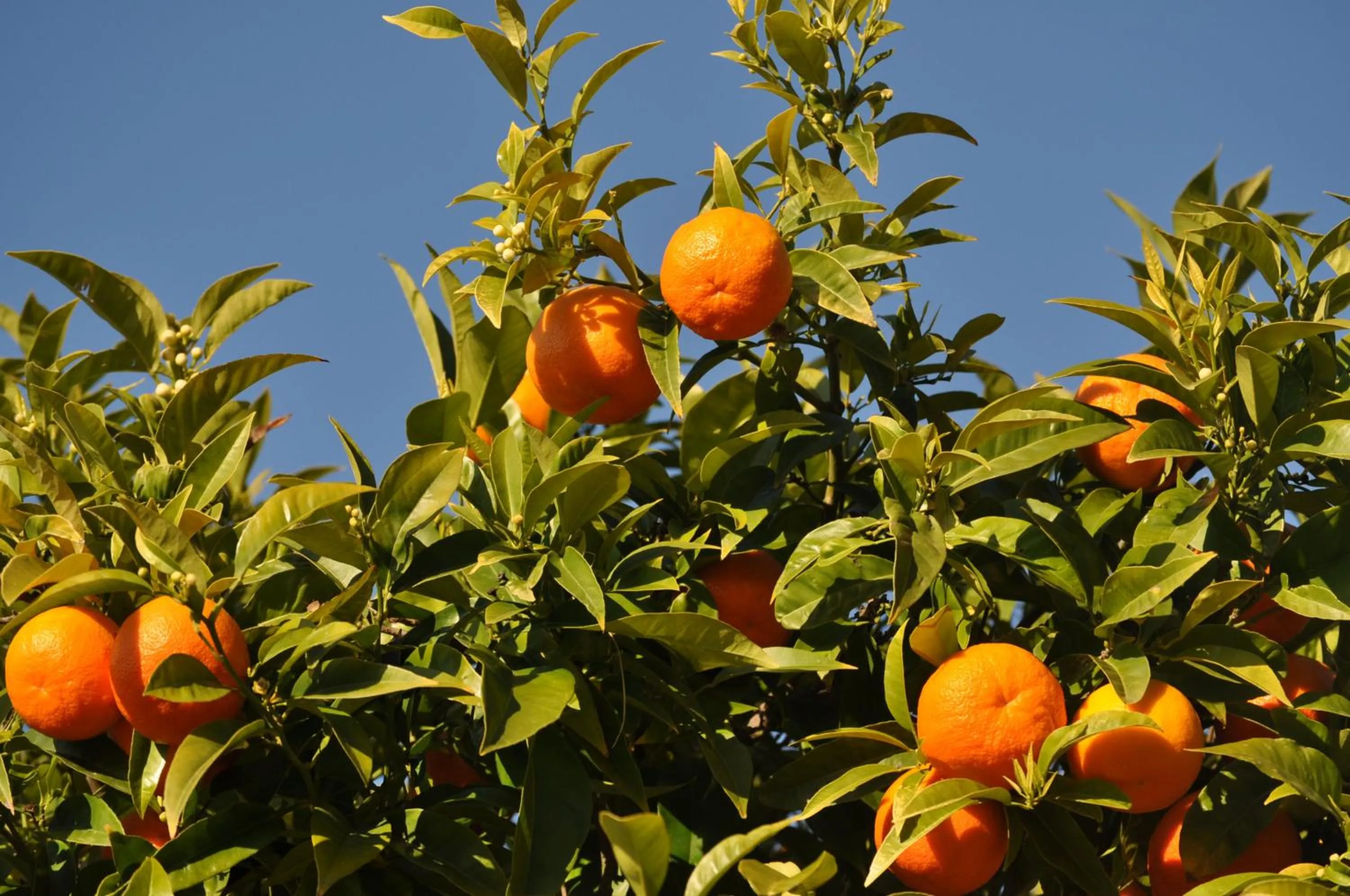 Natural landscape in Hotel Solaria