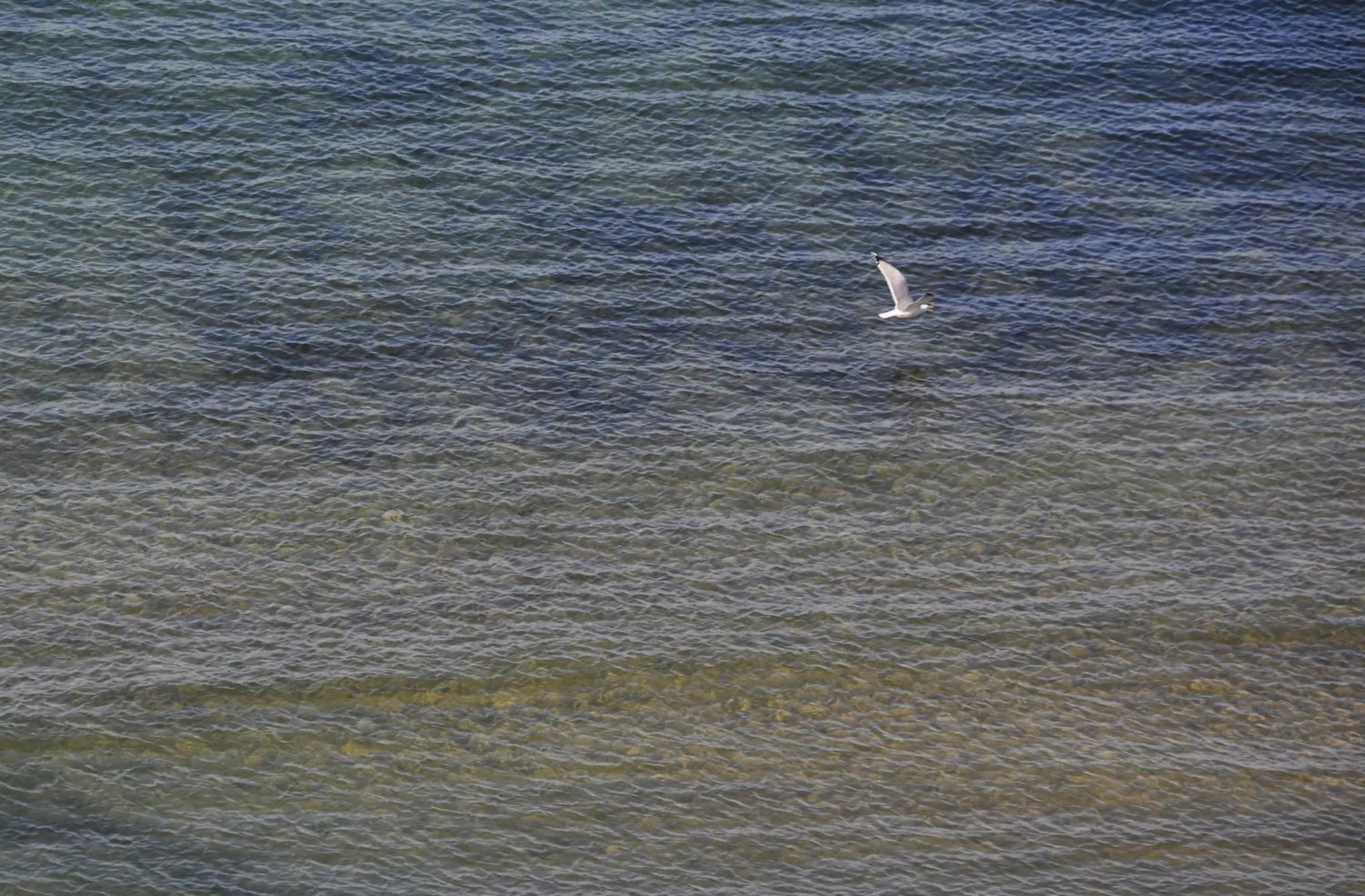 Animals in Hotel Solaria