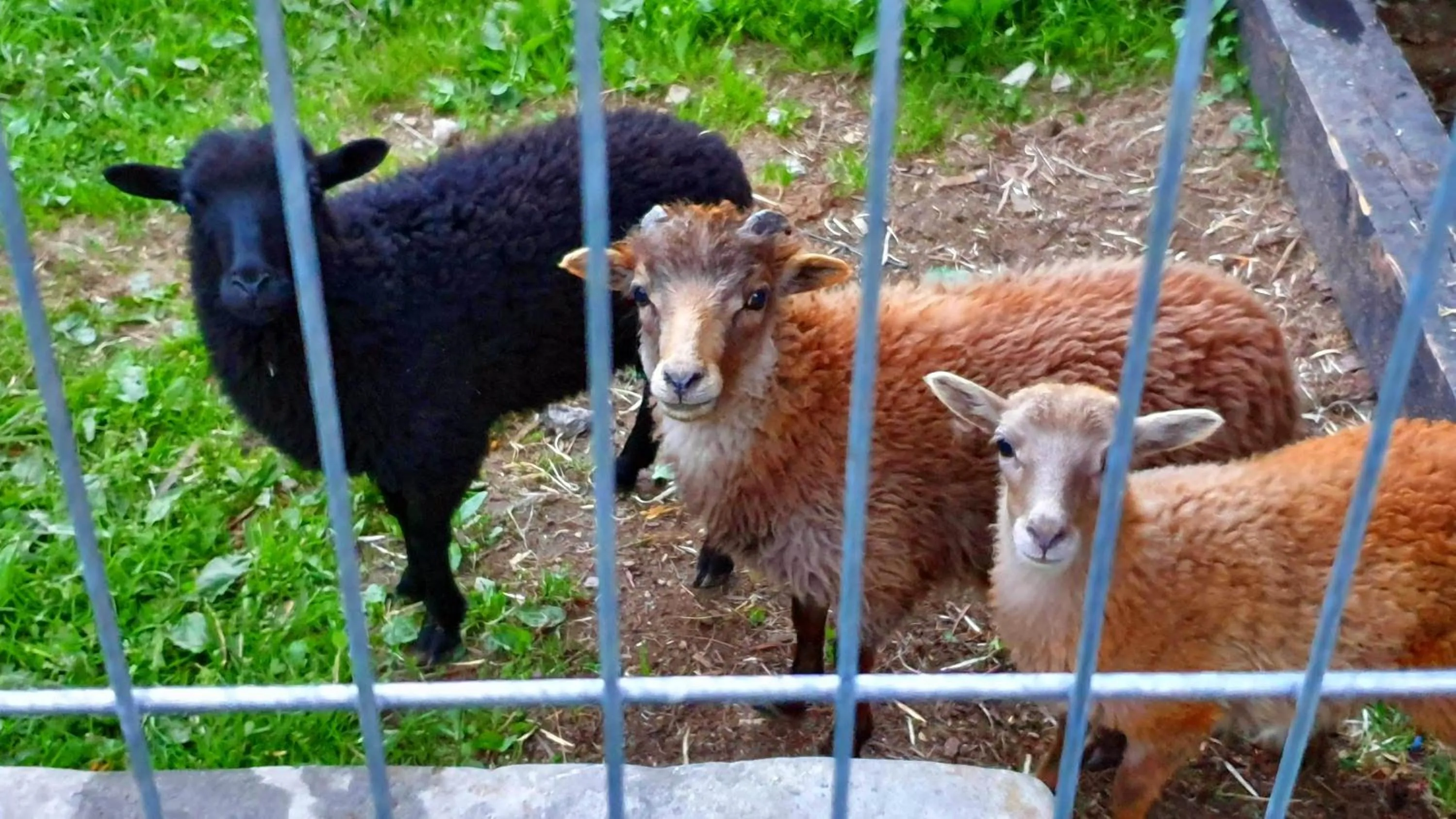 Garden in Horský hotel Kolínská bouda