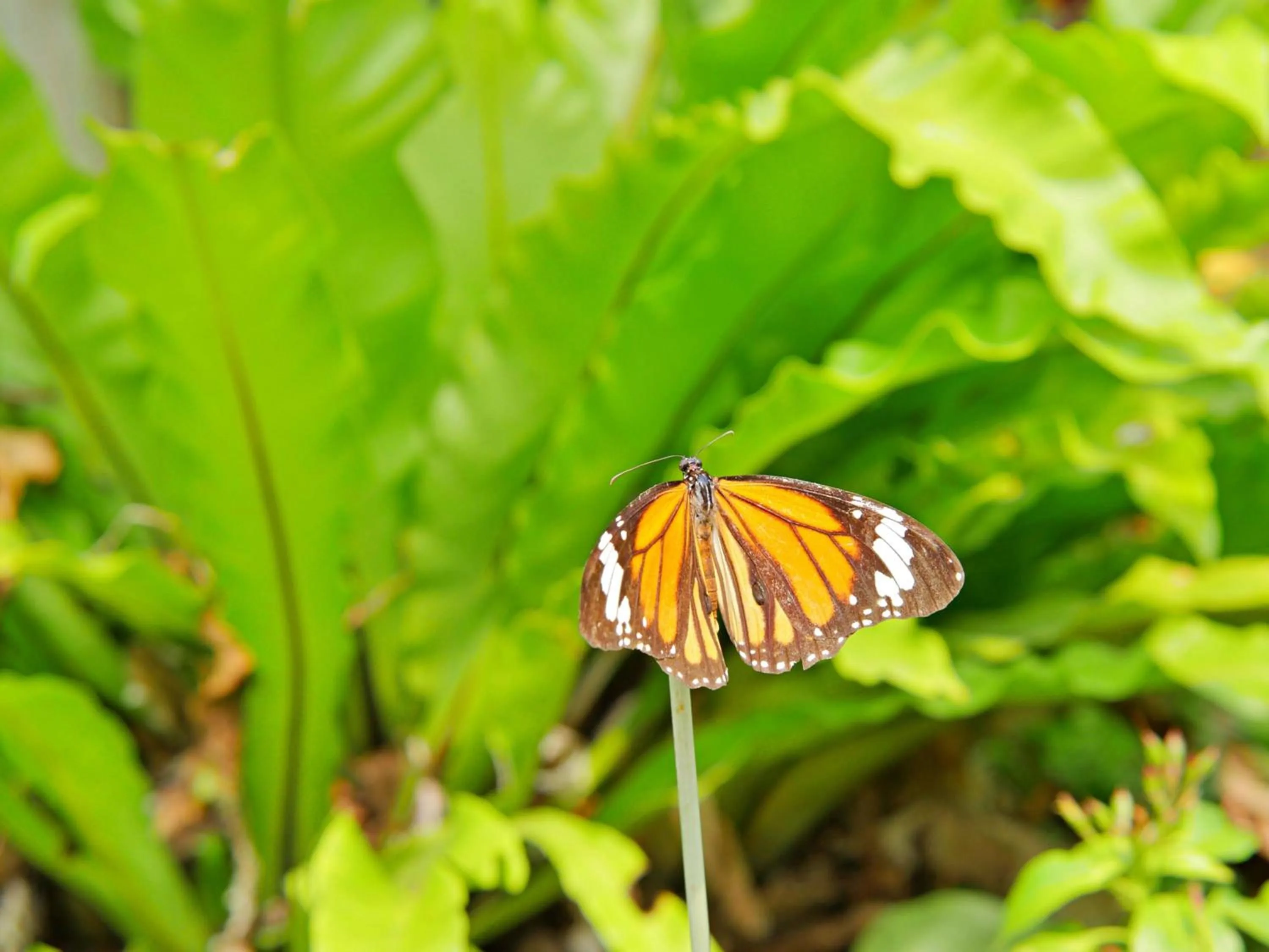 Nearby landmark in Guesthouse Asibina