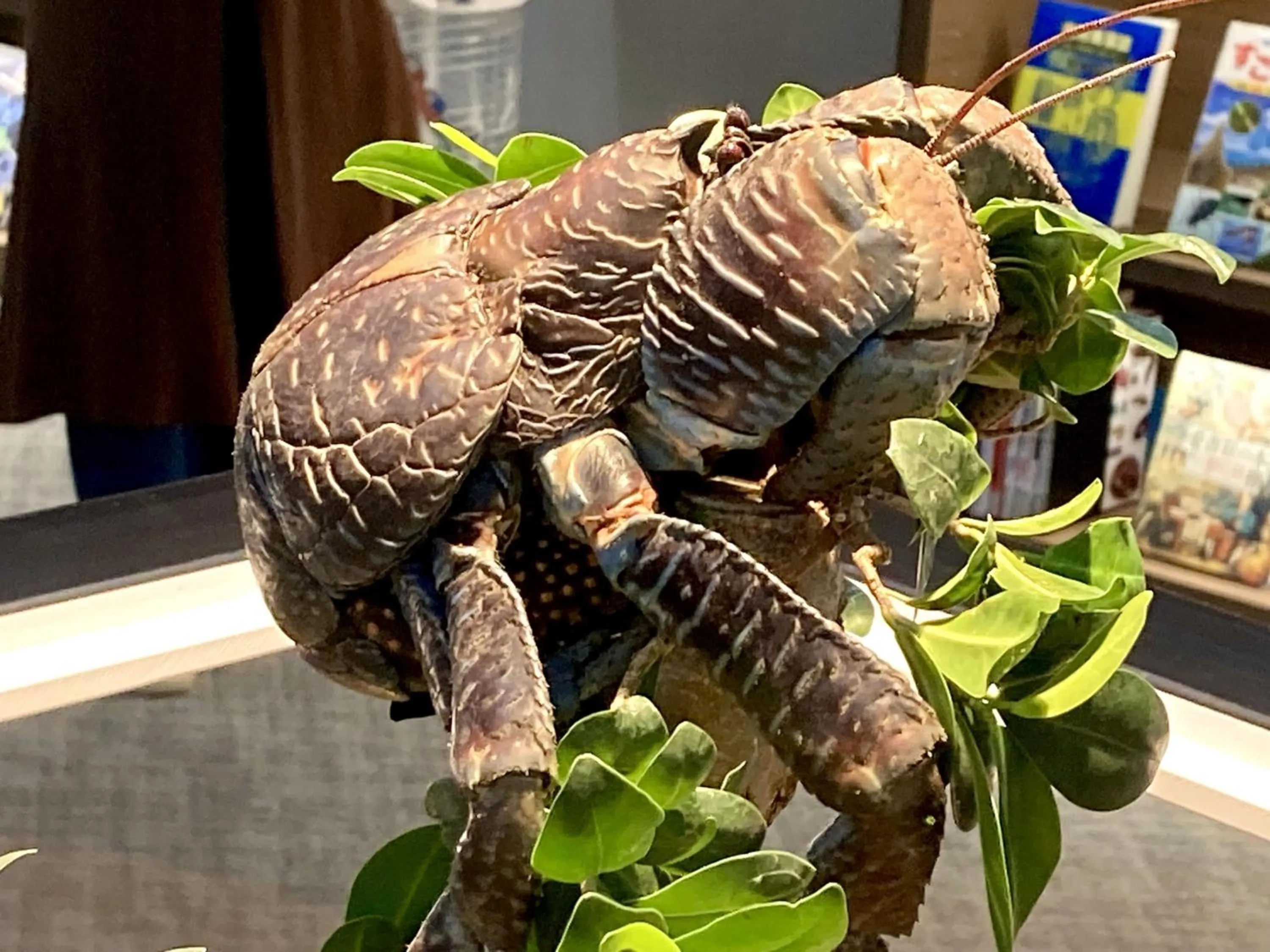 Nearby landmark in Guesthouse Asibina