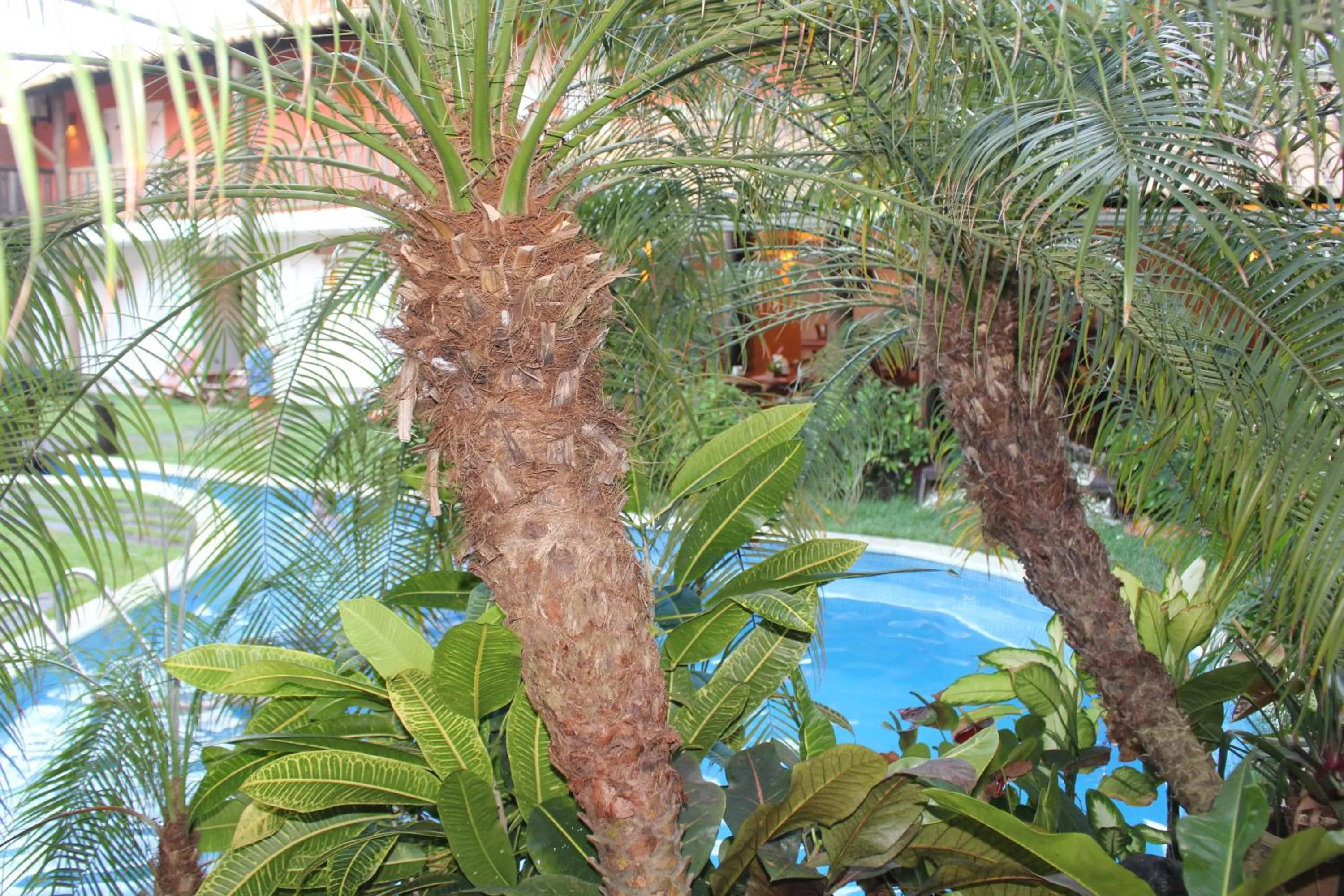 Garden in Pousada Tatuapara