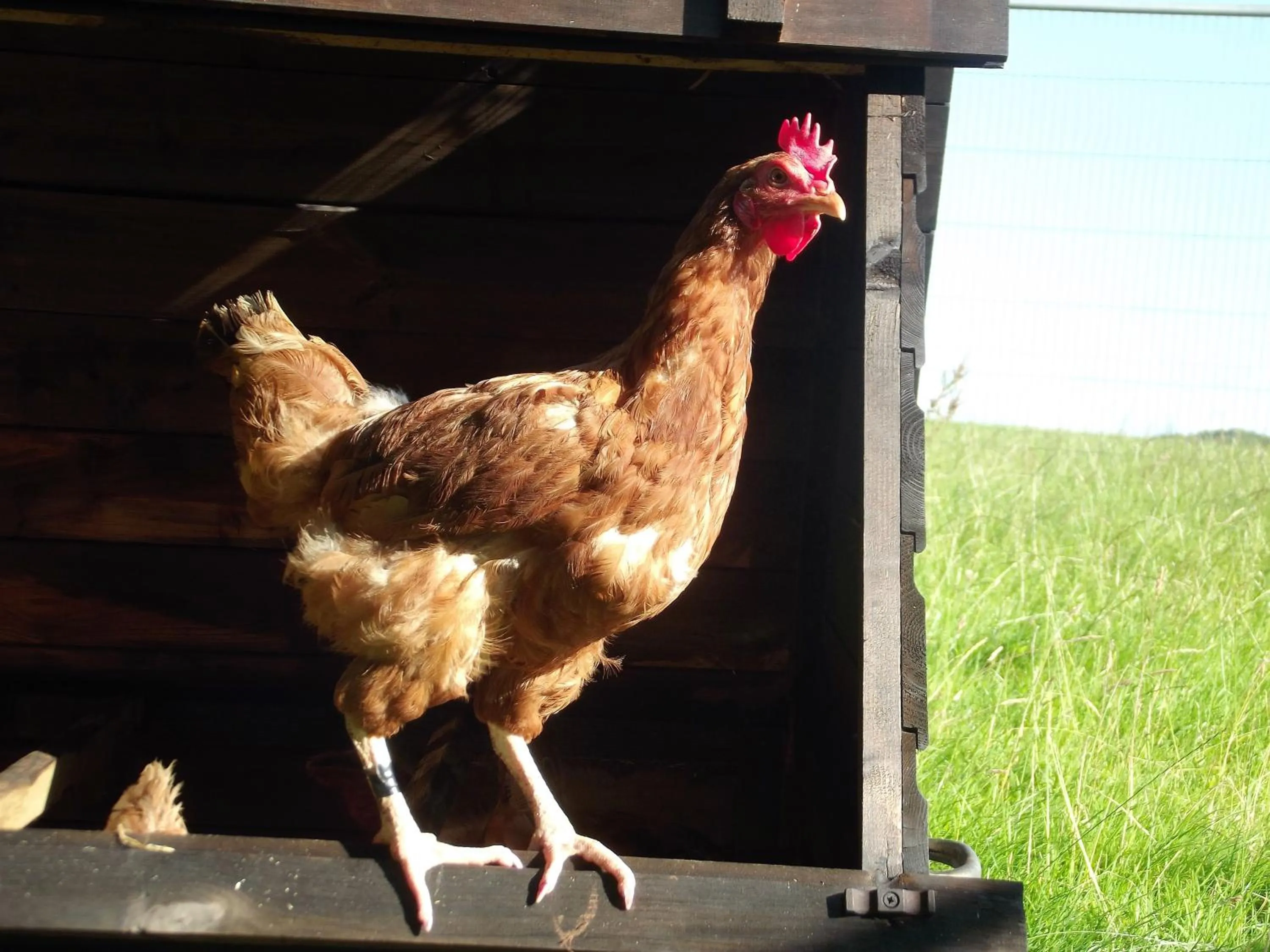 Animals in Deepaller Farm B&B