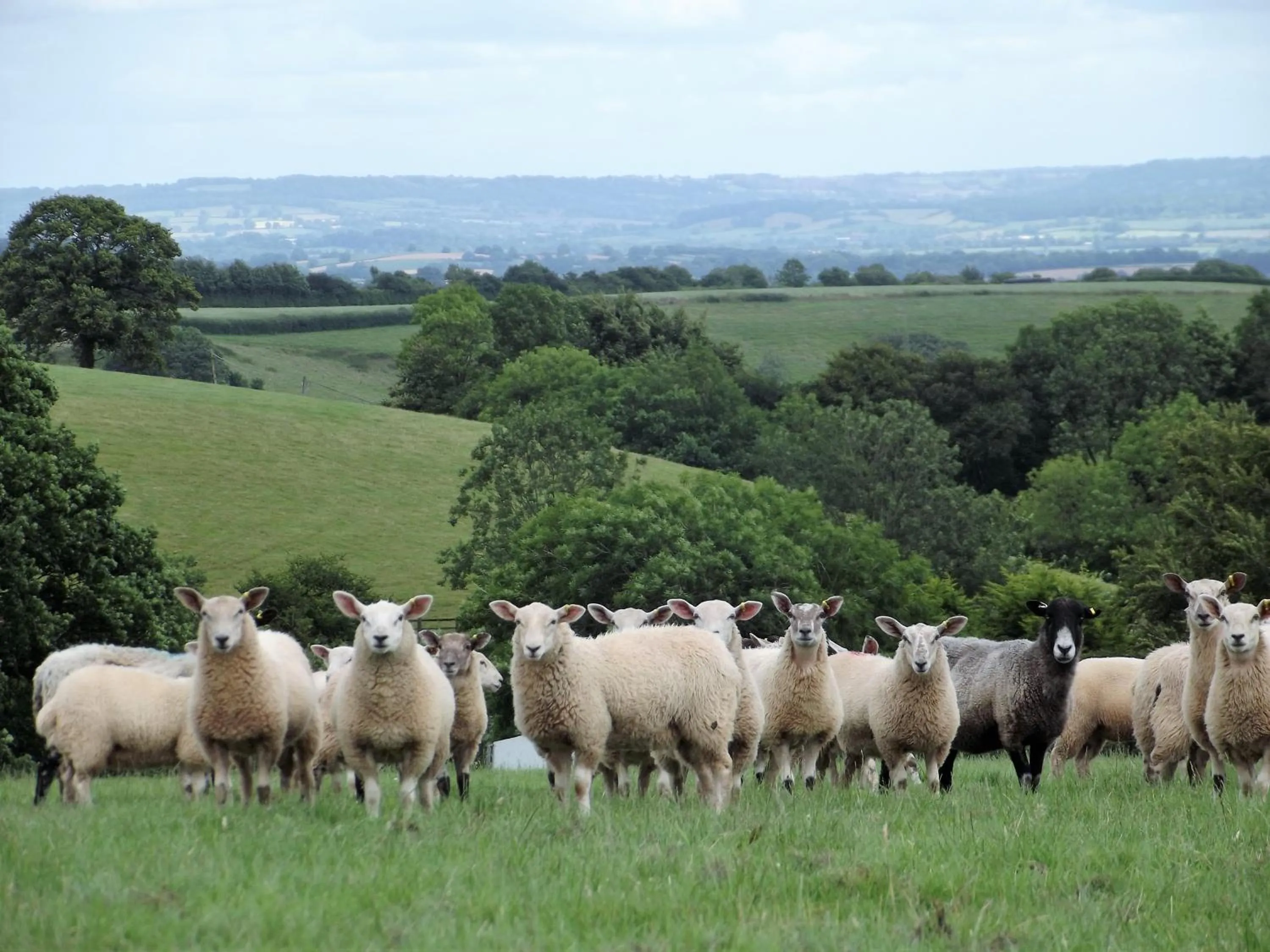 Animals in Deepaller Farm B&B