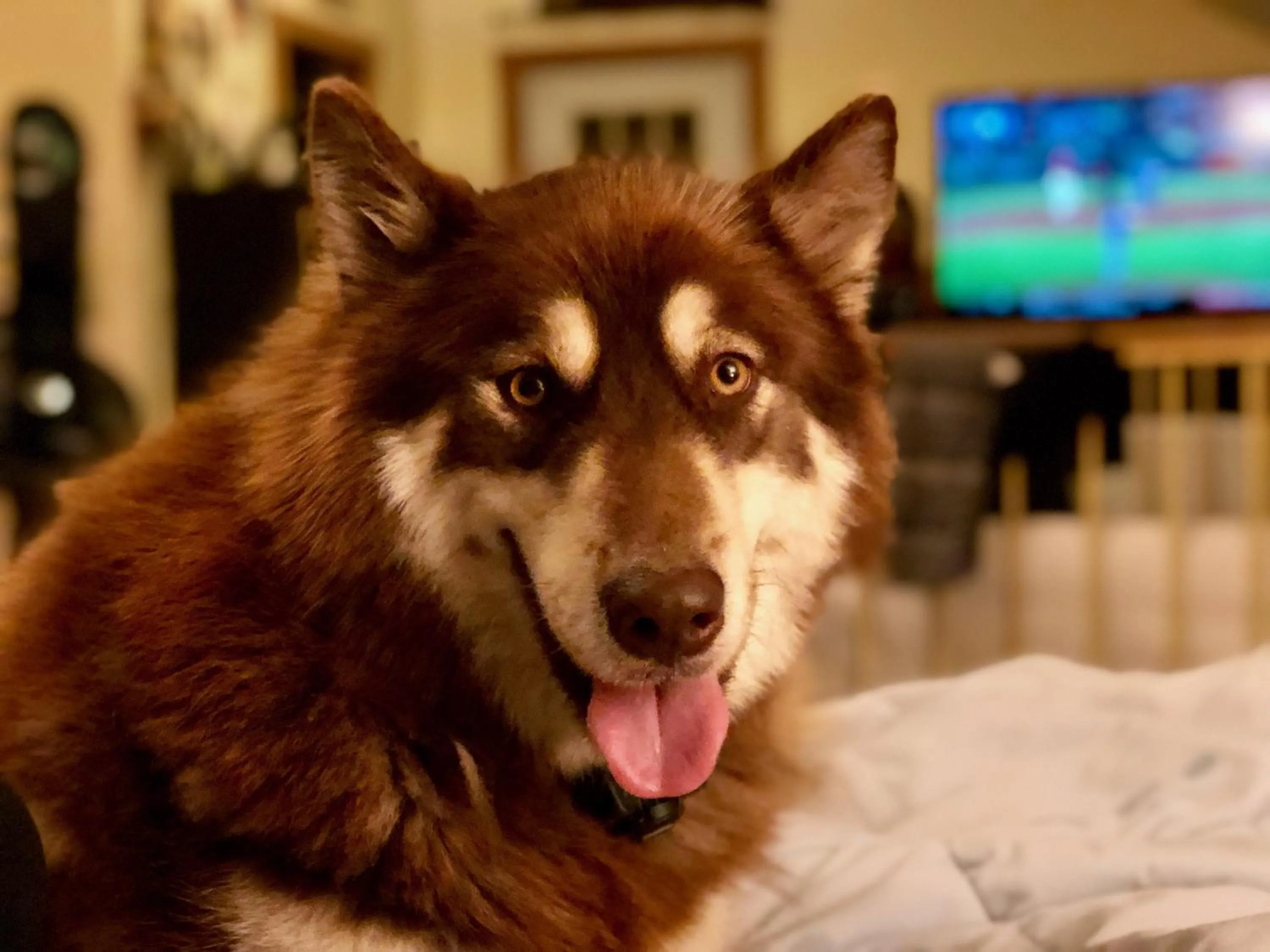 Pets in Grunberg Haus Inn & Cabins