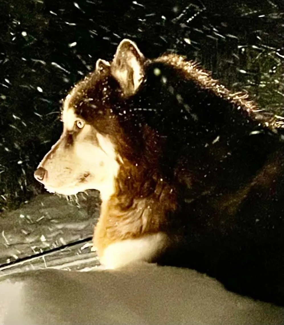 Grunberg Haus Inn & Cabins