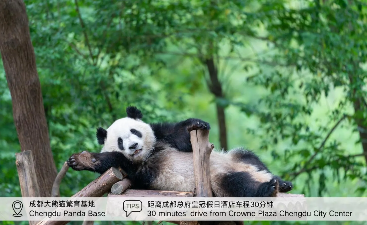 Other in Crowne Plaza Chengdu City Center by IHG