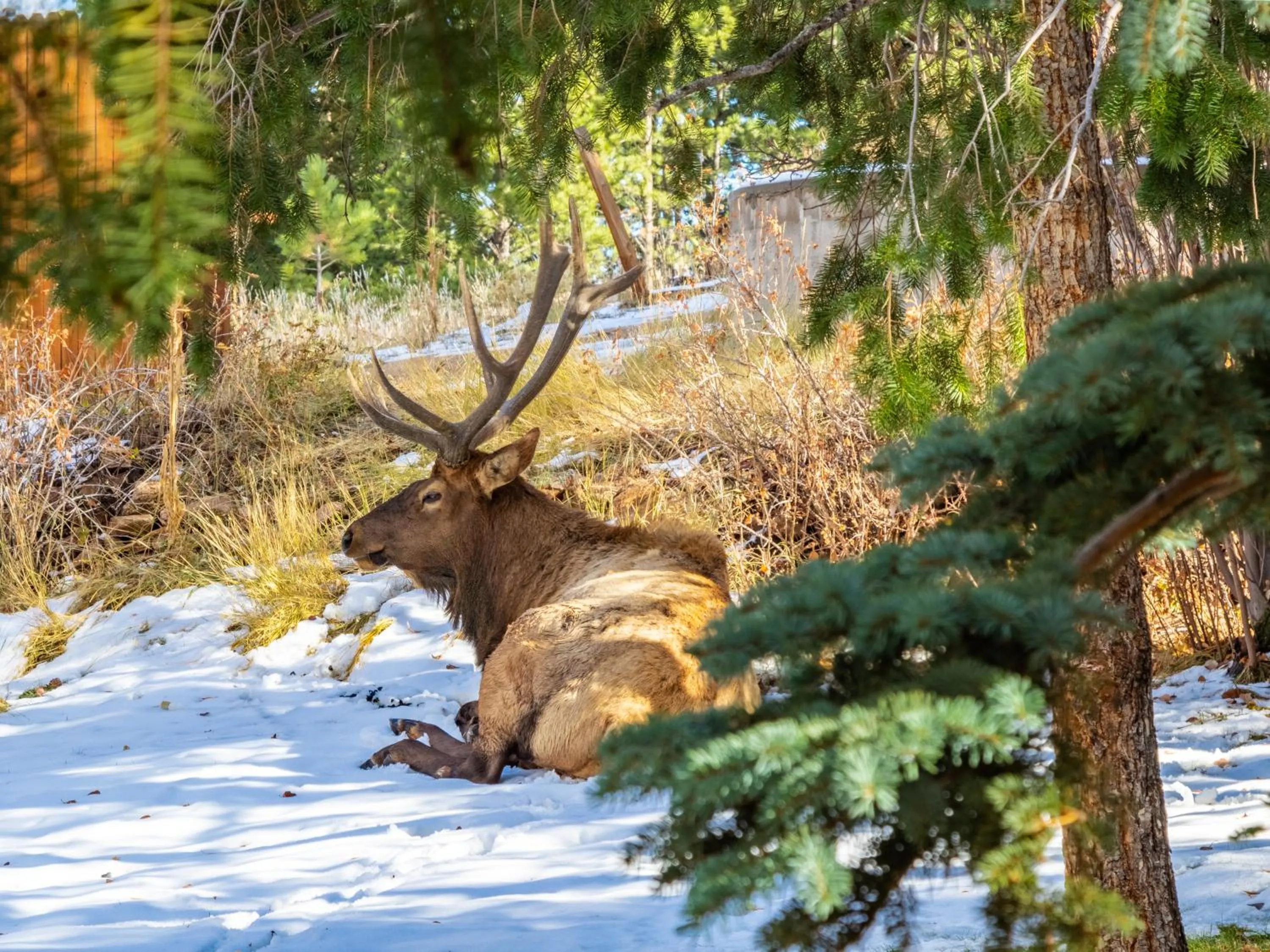 Animals in Streamside on Fall River