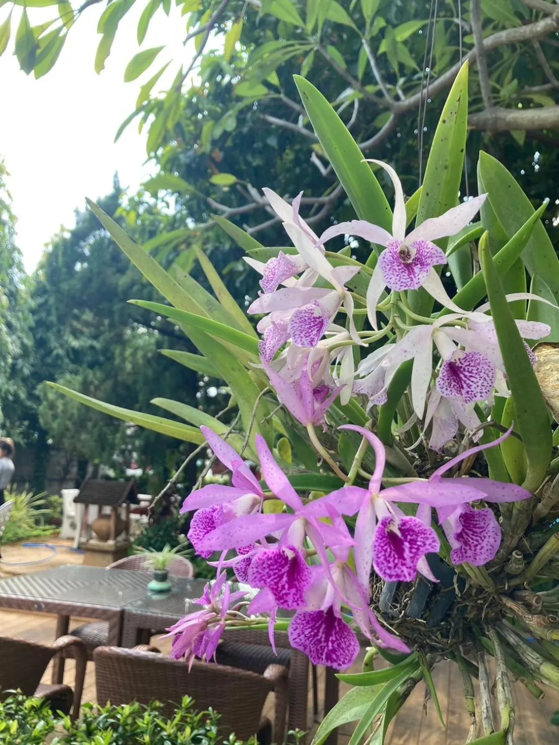 Garden in Wiriya House