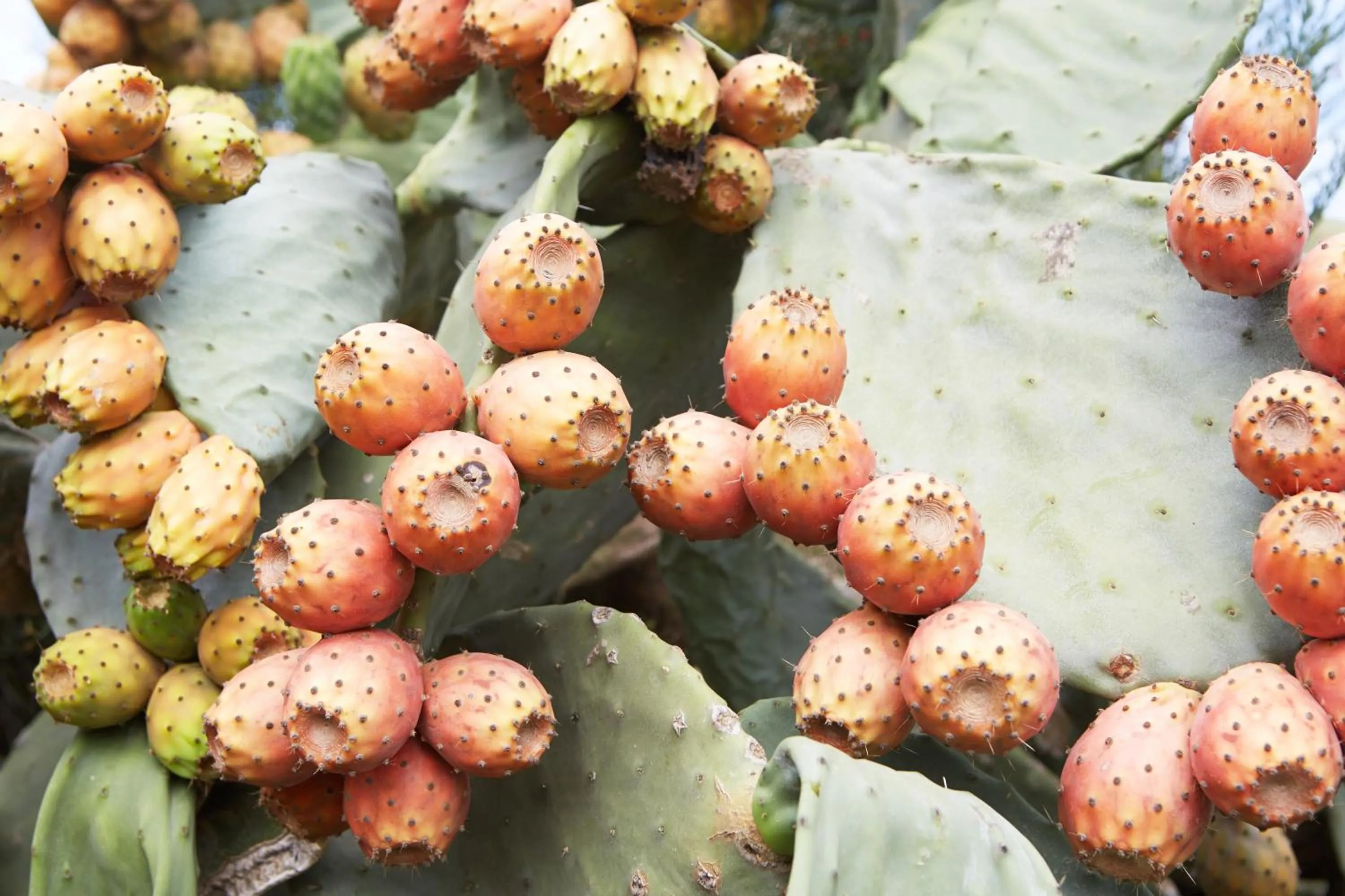 Other in Hotel Son Trobat Wellness & Spa