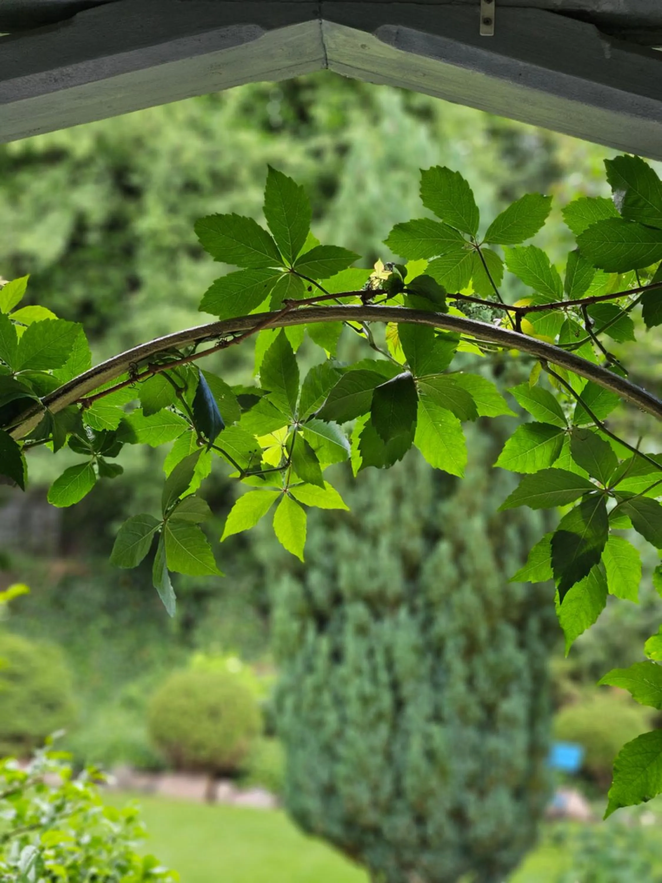 Garden in Hotel Marmułowski